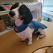 Anakine participe au concours pour gagner de l'argent avec cette photo : black_and_white_dog, button, buttoned_clothing, craft_room, curious, cute, denim_jacket, dog, domestic_animal, fabric, head_tilt, indoors, pet, pet_clothing, sewing_machine, short_hair, small_dog, table, thread_spools, wooden_surface