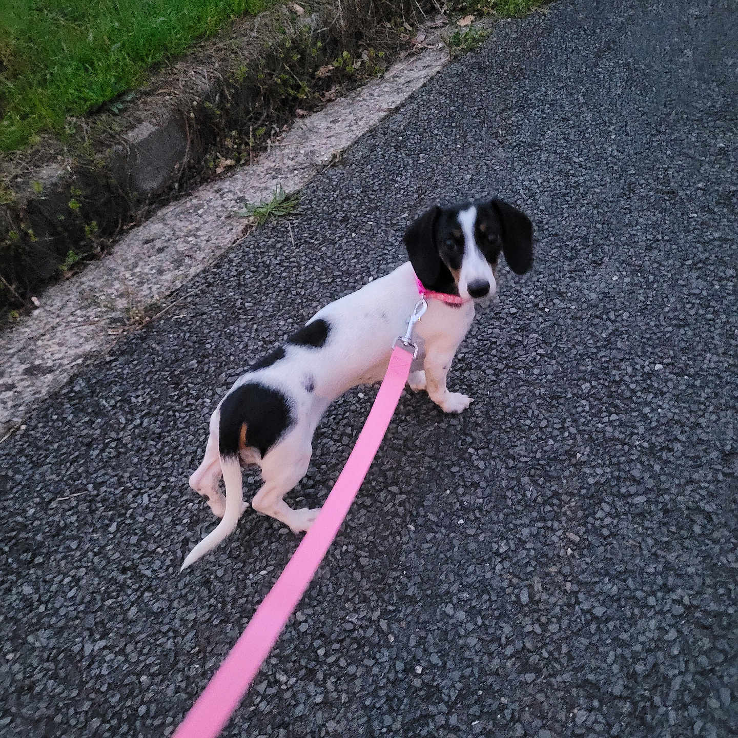 Anakine participe au concours pour gagner de l'argent avec cette photo : animal, black_and_white, canine, collar, cute, dog, ears, grass, leash, nature, outdoor, pavement, pet, pink_leash, road, side_view, small_dog, tail, walking, young_dog