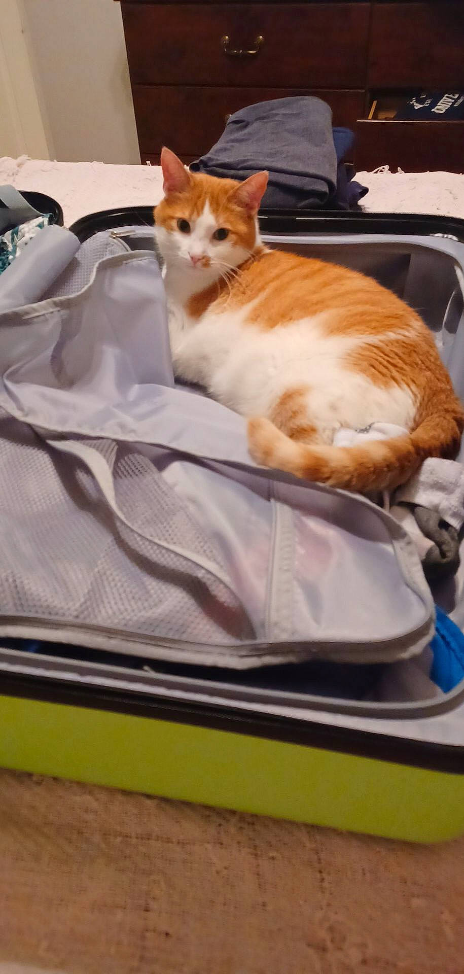 Fitz joined the competition — help win amazing prizes! carnivore, cat, cat_supply, comfort, domestic_short_haired_cat, fawn, felidae, fur, linens, rectangle, room, sitting, small_to_medium_sized_cats, tableware, tail, whiskers, wood