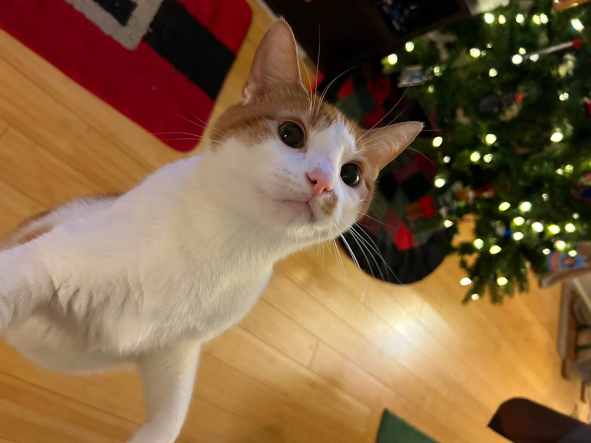 Fitz is registered to the contest to win money with this photo: carnivore, cat, christmas_decoration, christmas_tree, conifer, domestic_short_haired_cat, event, fawn, felidae, flooring, fur, hardwood, holiday, paw, small_to_medium_sized_cats, snout, tail, tree, whiskers, wood