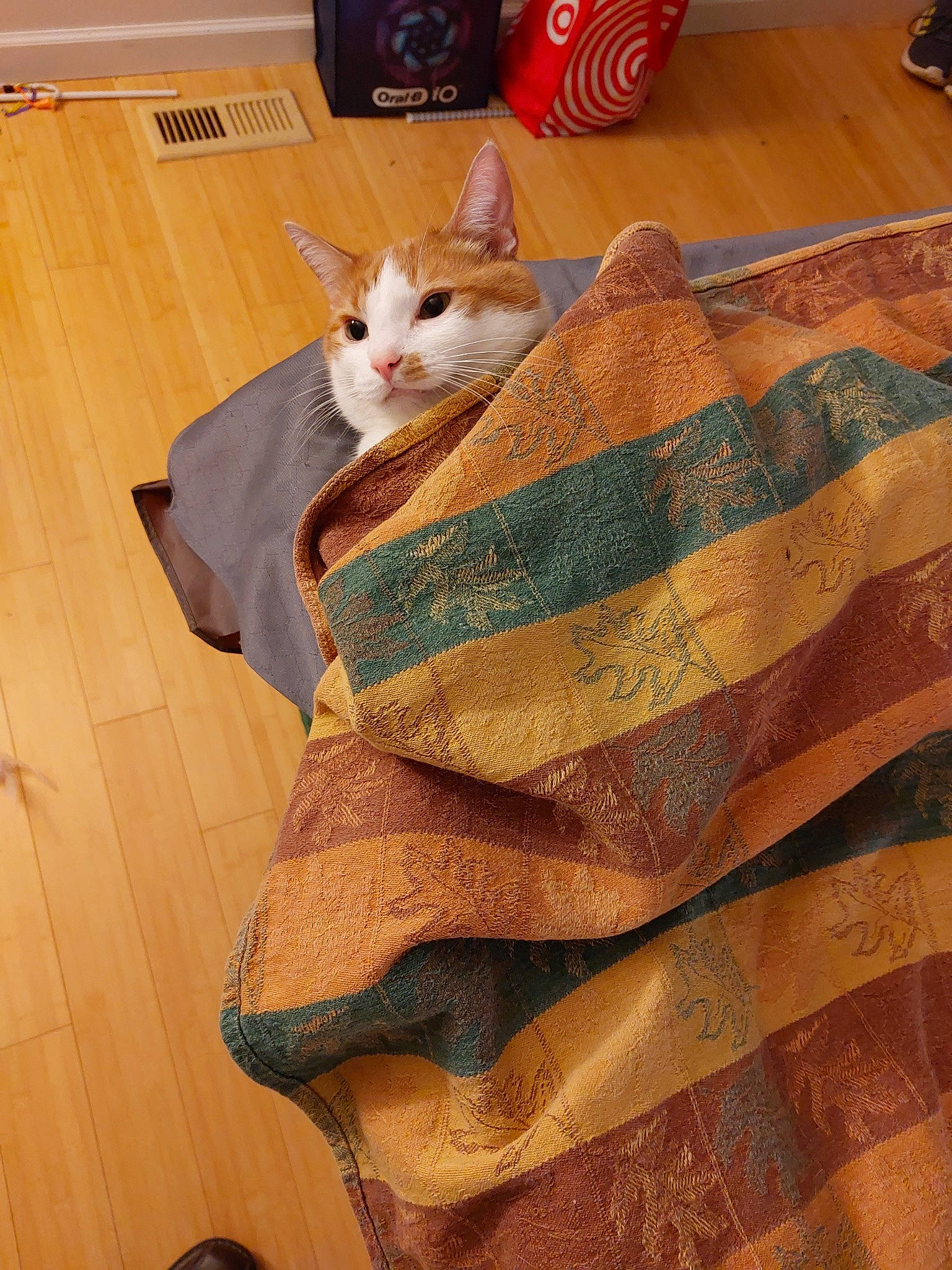 Fitz joined the competition — help win amazing prizes! beige, brown, carnivore, cat, comfort, fawn, felidae, flooring, fur, hardwood, laminate_flooring, linens, pattern, small_to_medium_sized_cats, tail, textile, whiskers, wood, wood_flooring, wood_stain