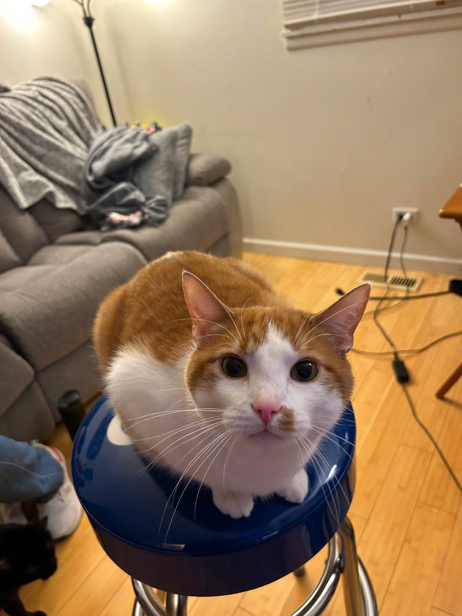 Fitz joined the competition — help win amazing prizes! automotive_lighting, box, cardboard, carnivore, cat, cat_supply, chair, comfort, couch, domestic_short_haired_cat, felidae, fur, kitchen_appliance, pet_supply, room, small_to_medium_sized_cats, whiskers, window, window_blind, wood