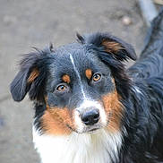 Lina a rejoint le concours — aidez-le/la à gagner de superbes lots ! australian_shepherd, border_collie, carnivoran, companion_dog, dog, dog_breed, dog_breed_group, dog_like_mammal, english_shepherd, miniature_australian_shepherd, scotch_collie, snout, welsh_sheepdog