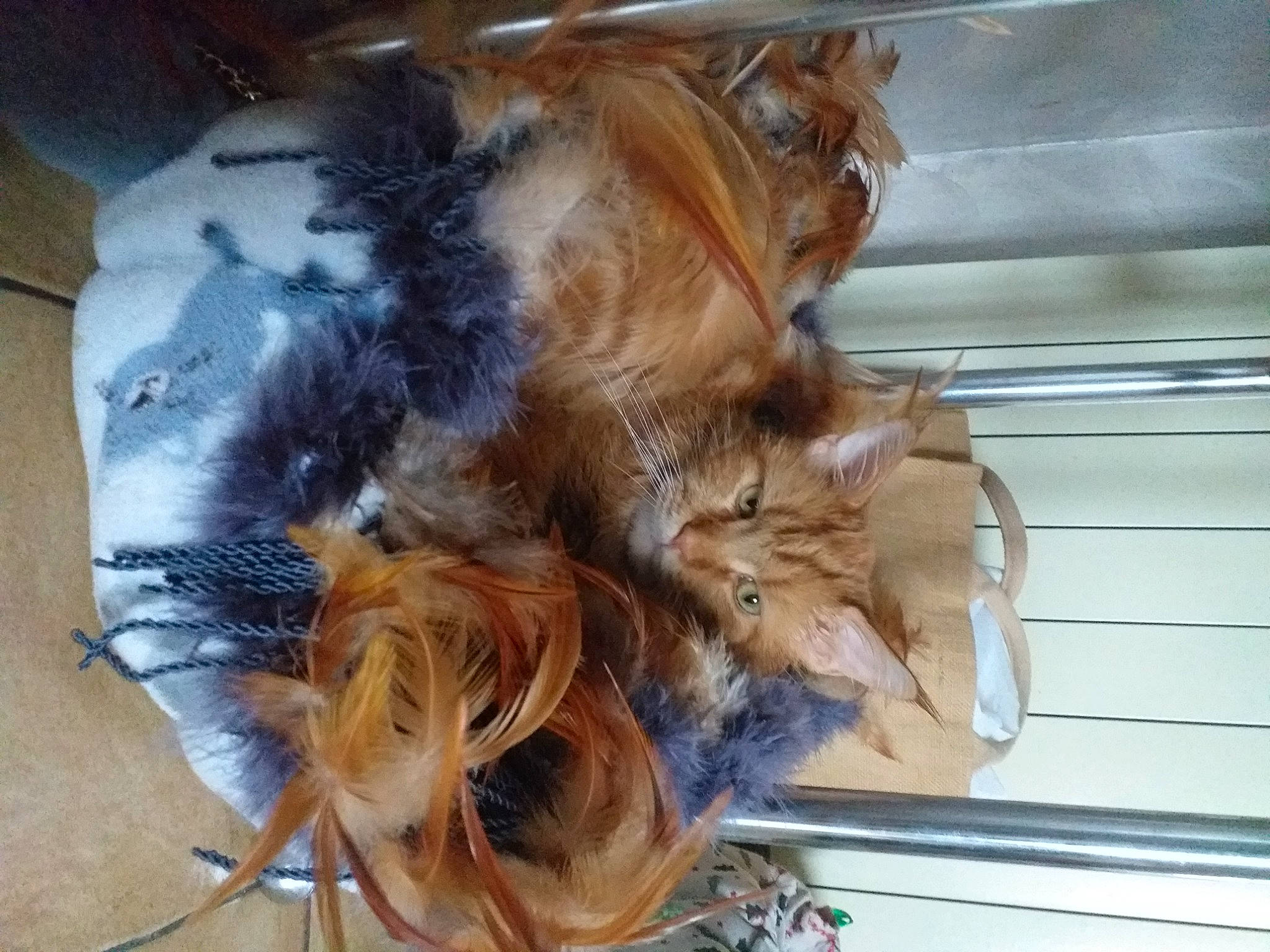 Socrate participe au concours pour gagner de l'argent avec cette photo : canidae, carnivore, cat_supply, claw, companion_dog, dog_breed, fawn, feather, felidae, fur, liver, natural_material, pet_supply, small_to_medium_sized_cats, sporting_group, tail, whiskers, wood