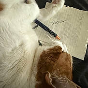 Mr. Bub is registered to the contest to win money with this photo: cat, white_fur, orange_fur, pen, lined_paper, handwriting, meow, paw, whiskers, relaxed, indoor, closeup, sleepy, cute, pet, animal, writing, notebook, funny, cozy