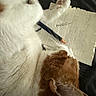 cat, white_fur, orange_fur, pen, lined_paper, handwriting, meow, paw, whiskers, relaxed, indoor, closeup, sleepy, cute, pet, animal, writing, notebook, funny, cozy