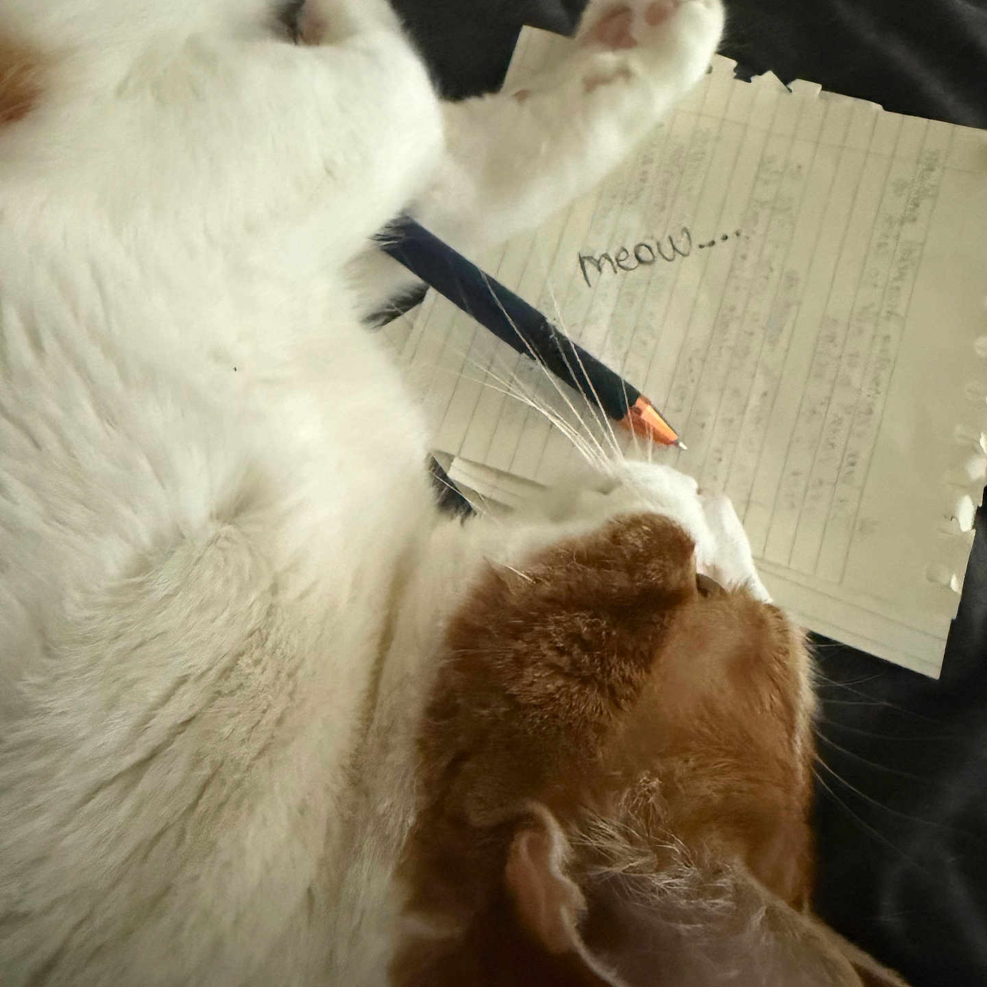 Mr. Bub is registered to the contest to win money with this photo: cat, white_fur, orange_fur, pen, lined_paper, handwriting, meow, paw, whiskers, relaxed, indoor, closeup, sleepy, cute, pet, animal, writing, notebook, funny, cozy