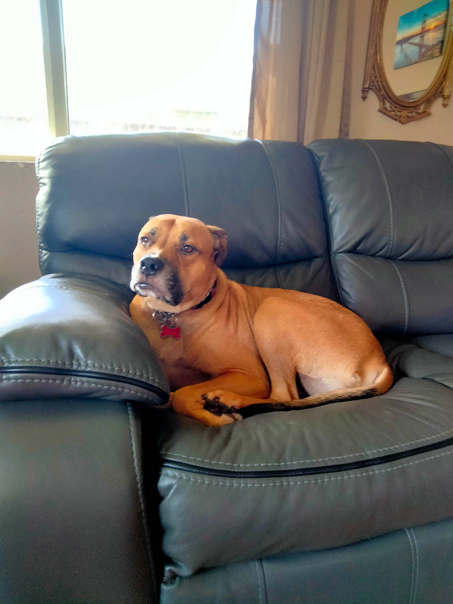 Aladdin joined the competition — help win amazing prizes! canidae, carnivore, chair, collar, comfort, companion_dog, couch, curtain, dog, dog_breed, dog_supply, fawn, flooring, hardwood, house, liver, pet_supply, sporting_group, window, working_animal