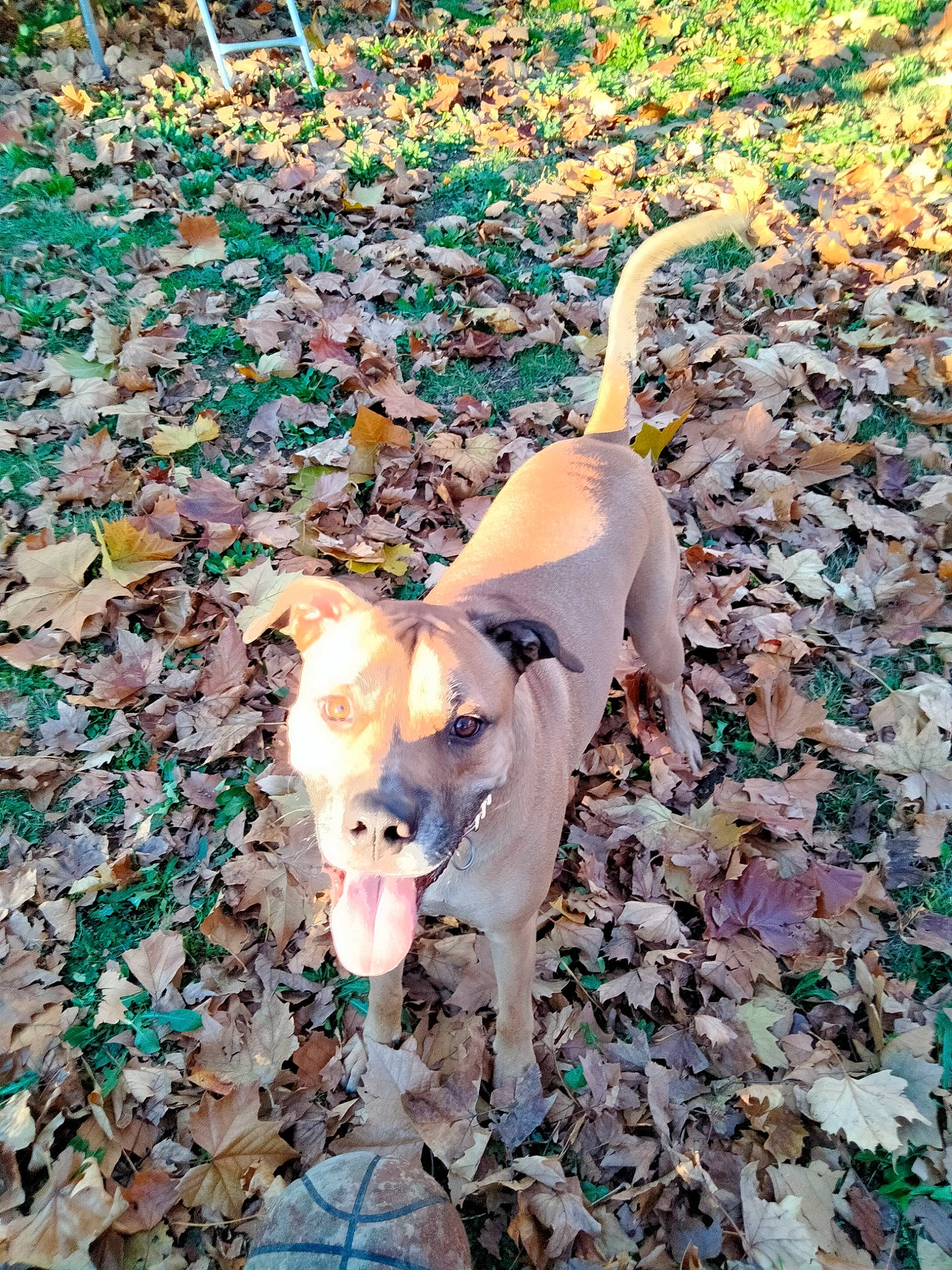 Aladdin joined the competition — help win amazing prizes! canidae, carnivore, companion_dog, deciduous, dog, dog_breed, fawn, grass, people_in_nature, plastic, shadow, snout, soil, sporting_group, tail, toy, tree, twig, wood, working_animal