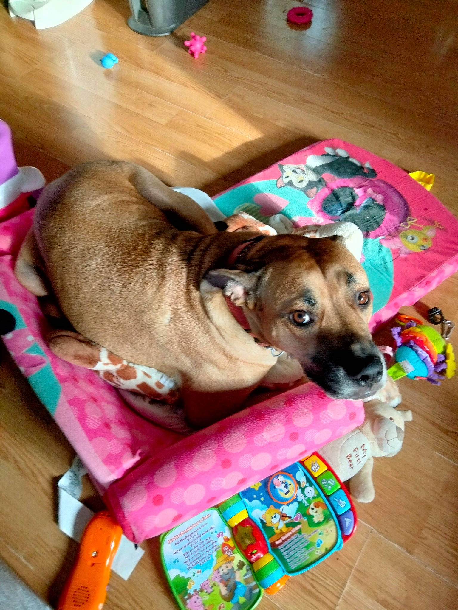 Aladdin is registered to the contest to win money with this photo: carnivore, collar, comfort, companion_dog, dog, dog_bed, dog_breed, dog_clothes, dog_collar, dog_supply, fashion_accessory, fawn, flooring, fur, hardwood, leash, pet_supply, pink, wood, working_animal