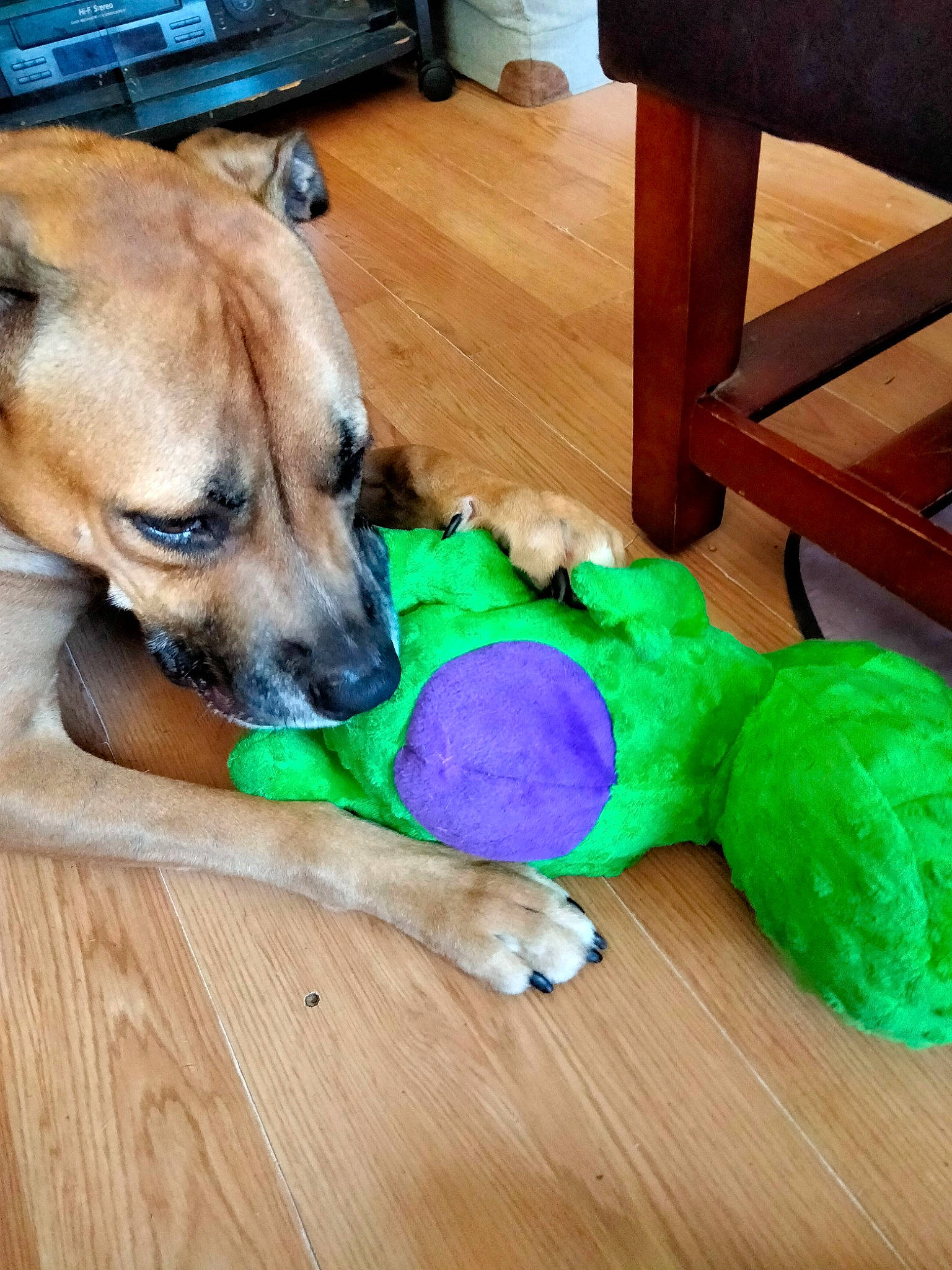 Aladdin is registered to the contest to win money with this photo: canidae, carnivore, chair, comfort, companion_dog, dog, dog_breed, dog_supply, electric_blue, fawn, flooring, hardwood, paw, pet_supply, snout, sporting_group, thread, toy, wood, working_animal