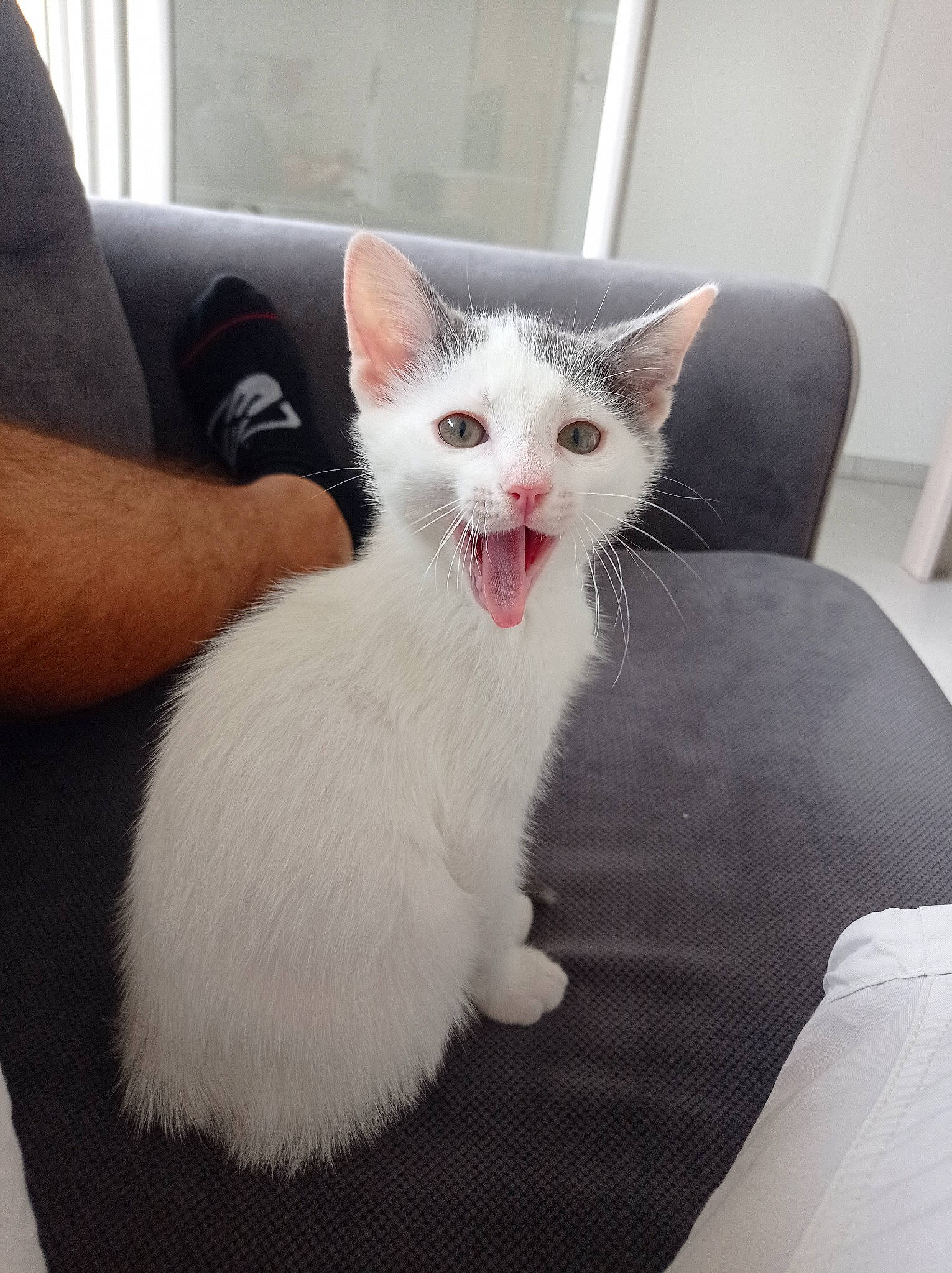 Lilou participe au concours pour gagner de l'argent avec cette photo : carnivore, cat, claw, comfort, couch, domestic_short_haired_cat, felidae, fur, gesture, paw, sitting, sleeve, small_to_medium_sized_cats, snout, tail, whiskers, window