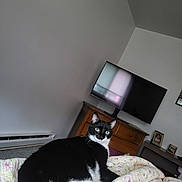Oreo is registered to the contest to win money with this photo: animal, bedroom, black_and_white, carpet, cat, comfort, cozy, dresser, floral_quilt, framed_photos, furniture, home, indoor, looking_at_camera, pet, reflection, relaxed, television, wall, window_reflection