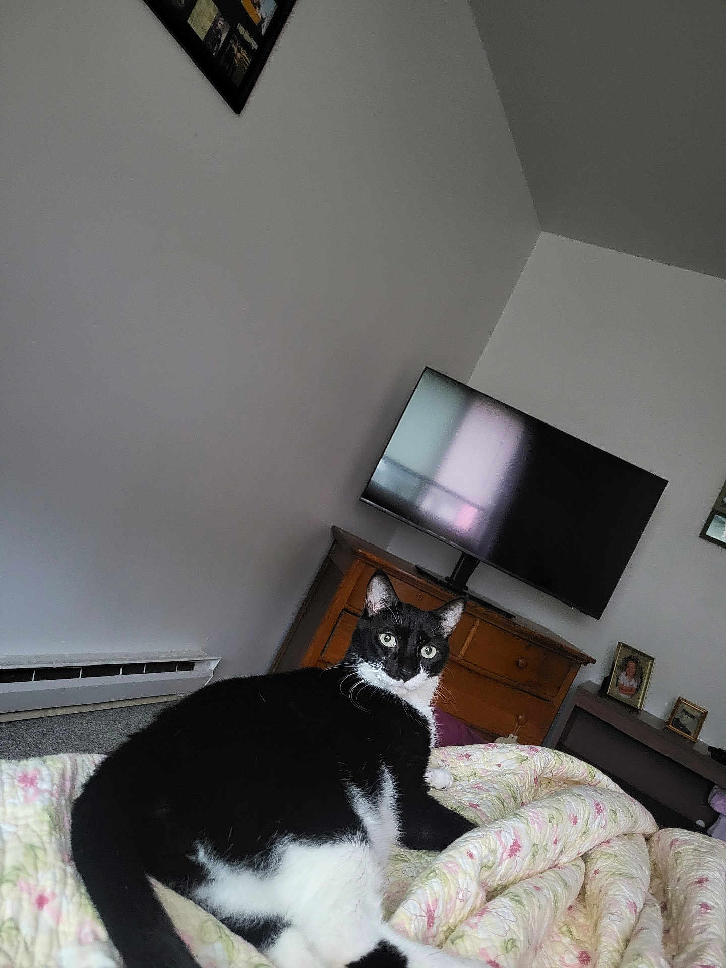 Oreo