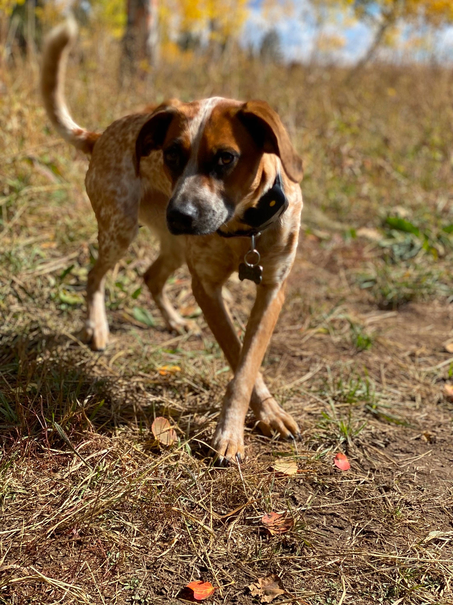 Roxy joined the competition — help win amazing prizes! canidae, carnivore, companion_dog, dog, dog_breed, fawn, grass, hound, paw, plant, scent_hound, snout, soil, sporting_group, tail, terrestrial_animal, tree, wildlife, working_animal, working_dog