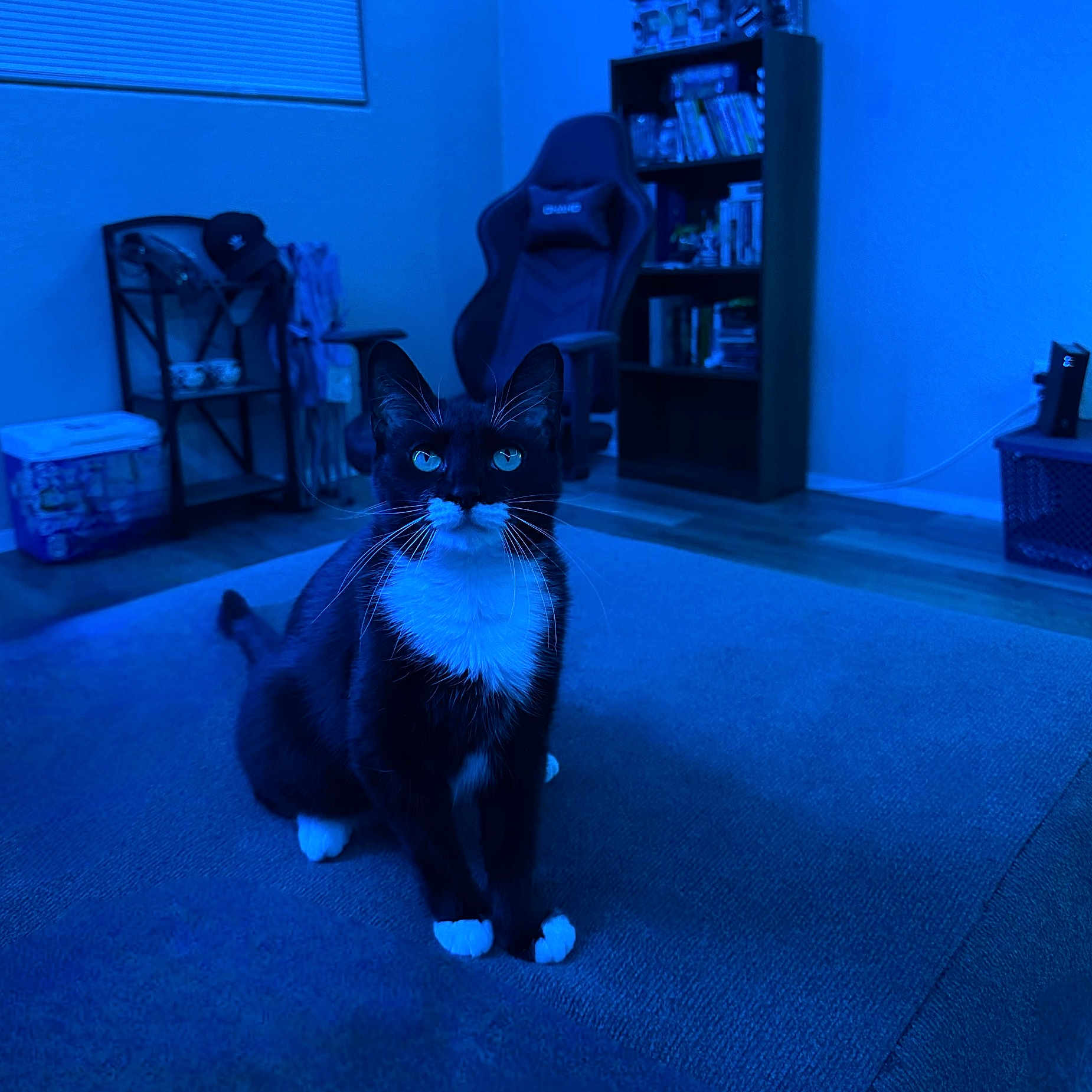 Moonlight is registered to the contest to win money with this photo: animal, architecture, blackcat, bookcase, box, building, cat, chair, couch, furniture, hardwood, indoors, lighting, livingroom, manx, pet, plywood, room, shelf, wood