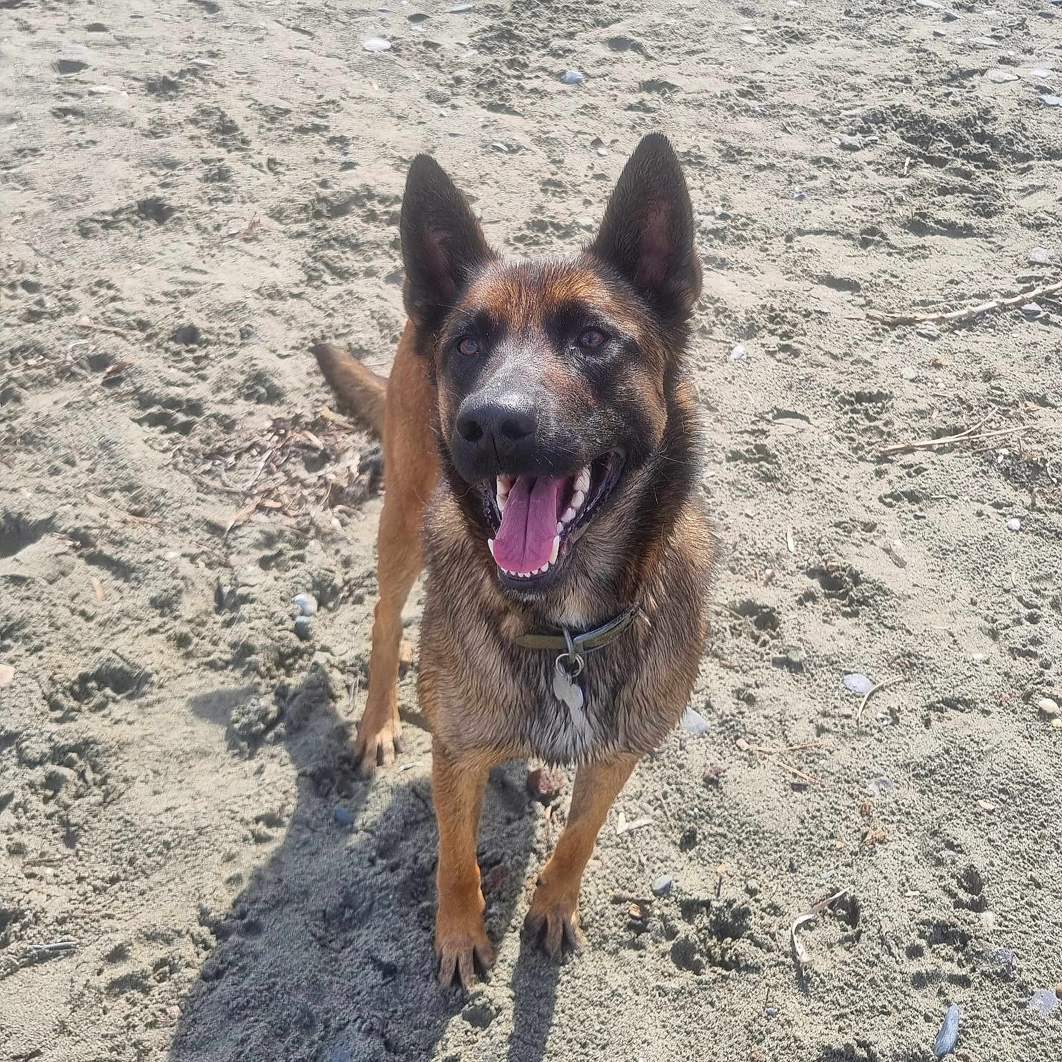 Timpesta participe au concours pour gagner de l'argent avec cette photo : animal, beach, bodypart, canine, coast, dog, germanshepherd, mouth, nature, outdoors, person, pet, policedog, puppy, sand, sea, shoreline, soil, tongue, water