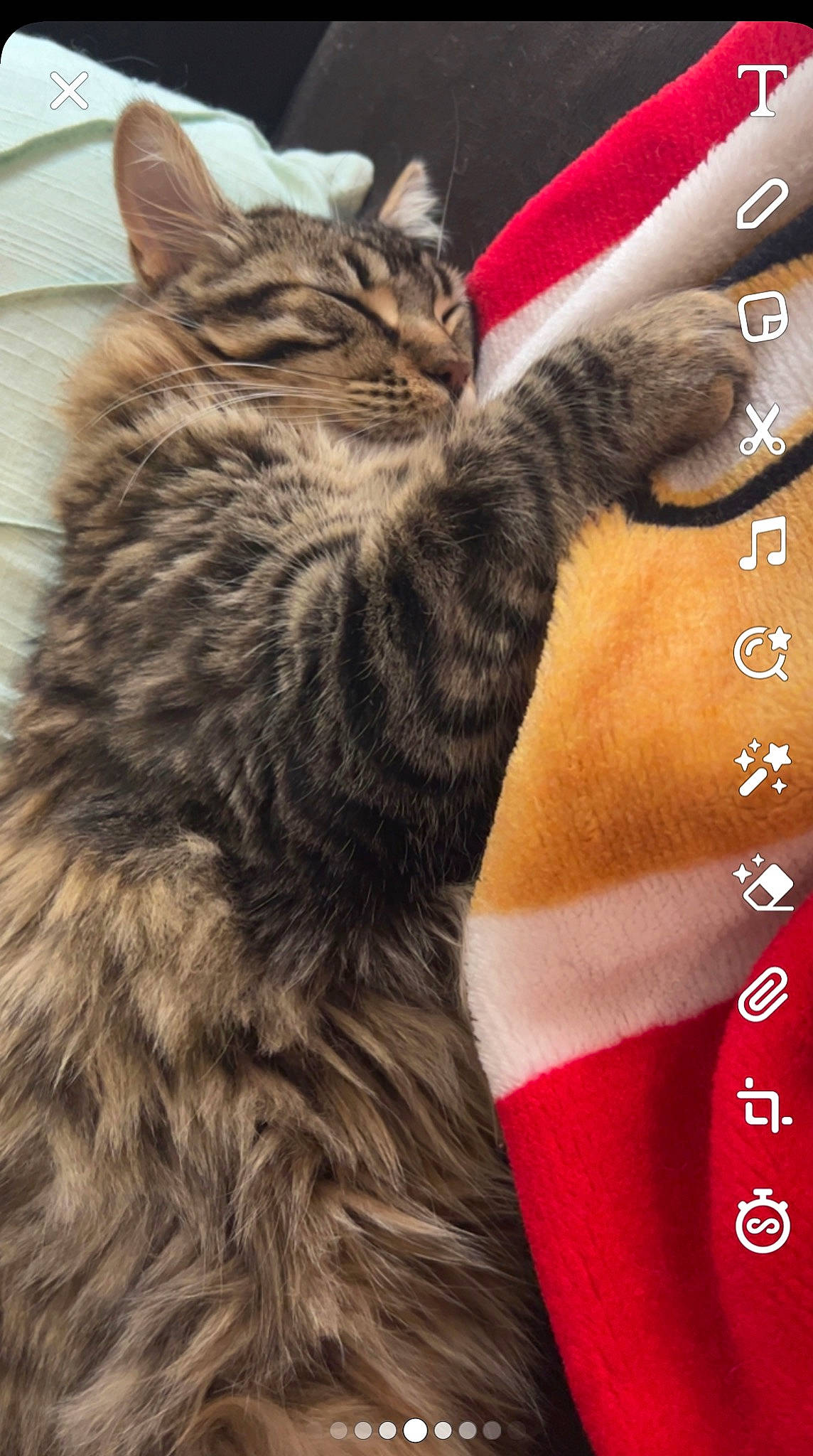 Selena joined the competition — help win amazing prizes! carnivore, cat, claw, domestic_short_haired_cat, felidae, flesh, font, foot, fur, human_leg, pattern, paw, small_to_medium_sized_cats, snout, tail, terrestrial_animal, thigh, whiskers, wildlife