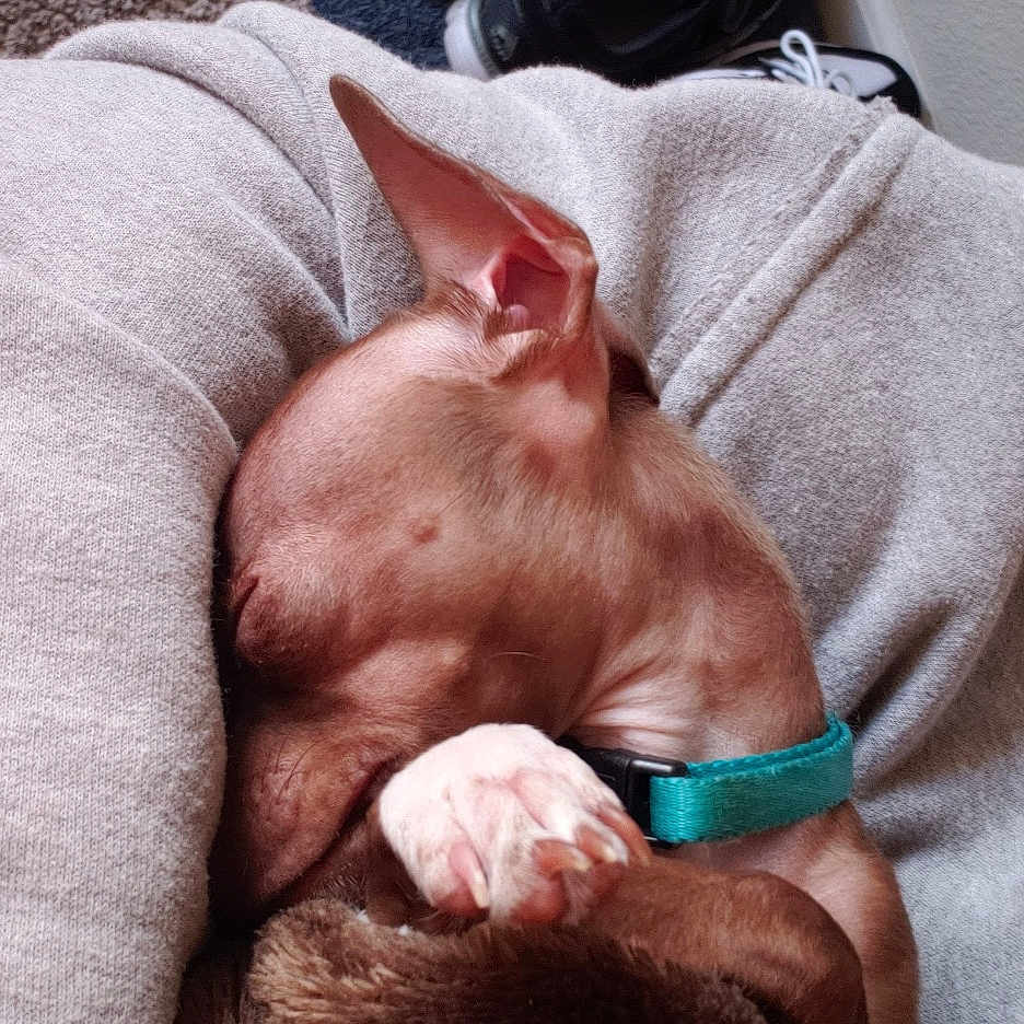 Sally is registered to the contest to win money with this photo: animal, blanket, canine, cat, clothing, couch, dog, face, footwear, furniture, head, homedecor, hound, person, pet, photography, portrait, puppy, shoe, sleeping