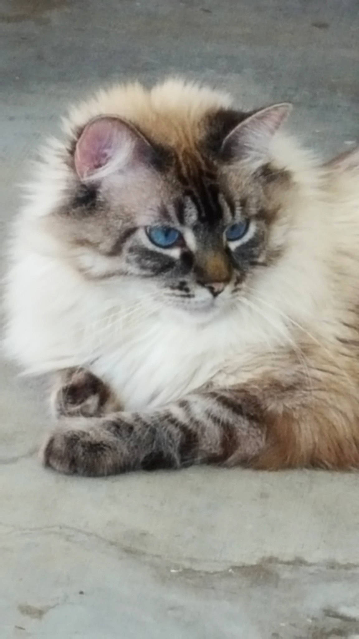 Widdle is registered to the contest to win money with this photo: asian_semi_longhair, balinese, birman, british_semi_longhair, carnivore, cat, domestic_long_haired_cat, felidae, himalayan, kitten, mammal, napoleon_cat, norwegian_forest_cat, ragamuffin, ragdoll, siberian, small_to_medium_sized_cats, vertebrate, whiskers