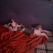 Arès participe au concours pour gagner de l'argent avec cette photo : cat, couch, blanket, plaid, sleeping, resting, feline, indoor, cozy, relaxed, pet, animal, fur, collar, home, comfort, stretched, soft, orange, pattern