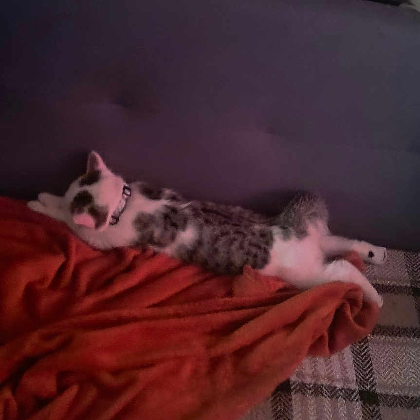 Arès participe au concours pour gagner de l'argent avec cette photo : animal, blanket, cat, collar, comfort, couch, cozy, feline, fur, home, indoor, orange, pattern, pet, plaid, relaxed, resting, sleeping, soft, stretched