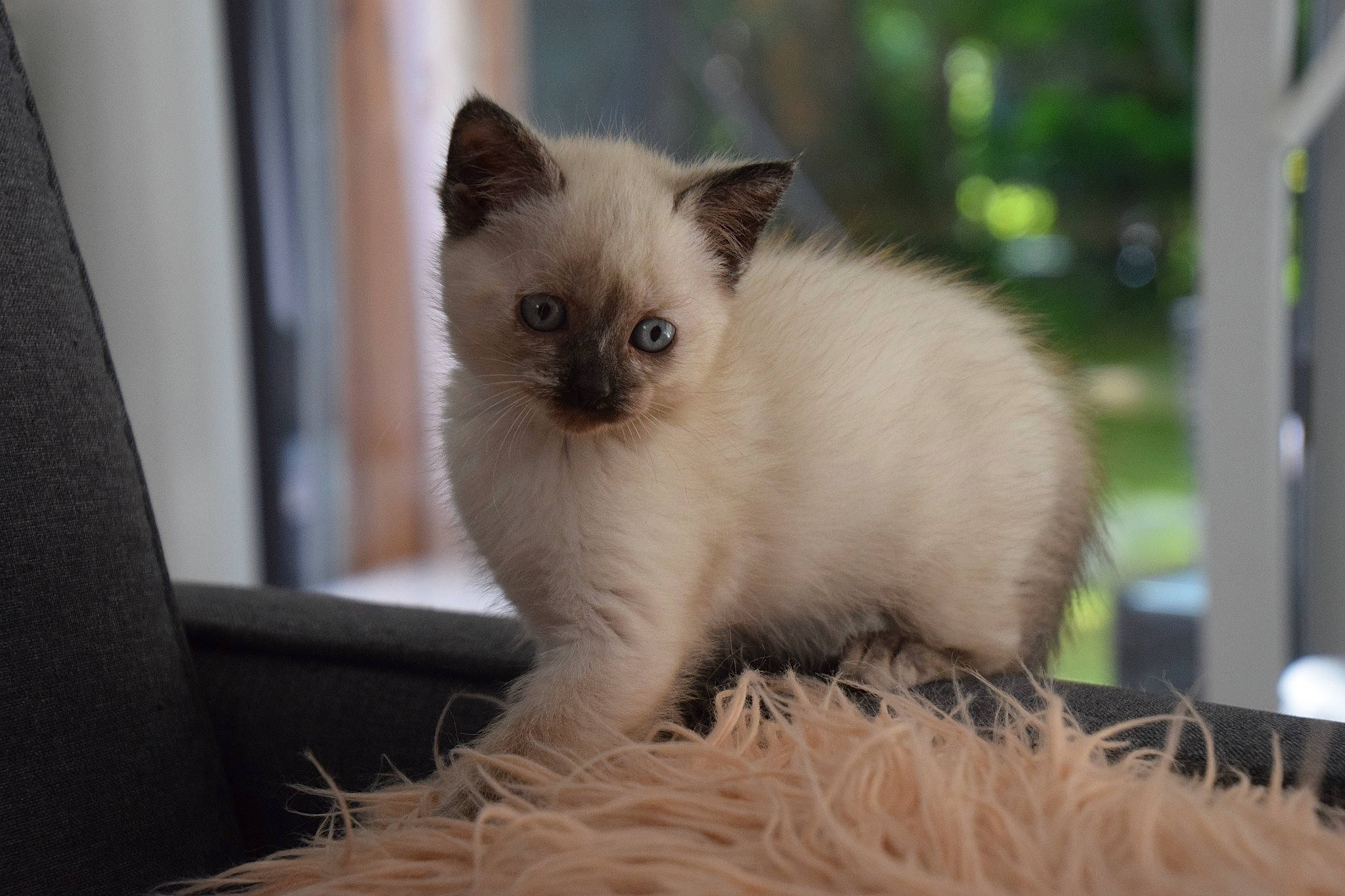 Pitchoune participe au concours pour gagner de l'argent avec cette photo : balinese, birman, burmese, carnivore, cat, colorpoint_shorthair, eye, fawn, felidae, himalayan, iris, kitten, mammal, ragdoll, siamese, small_to_medium_sized_cats, thai, tonkinese, vertebrate, whiskers