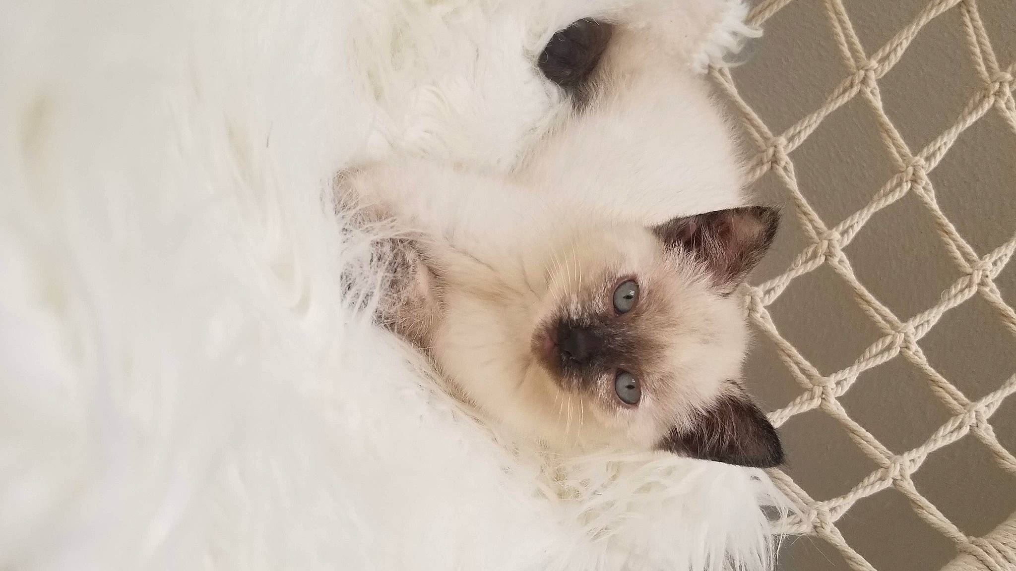 Pitchoune a rejoint le concours — aidez-le/la à gagner de superbes lots ! balinese, birman, carnivore, cat, ear, eye, felidae, fur, himalayan, iris, kitten, mammal, paw, ragdoll, small_to_medium_sized_cats, snout, thai, whiskers