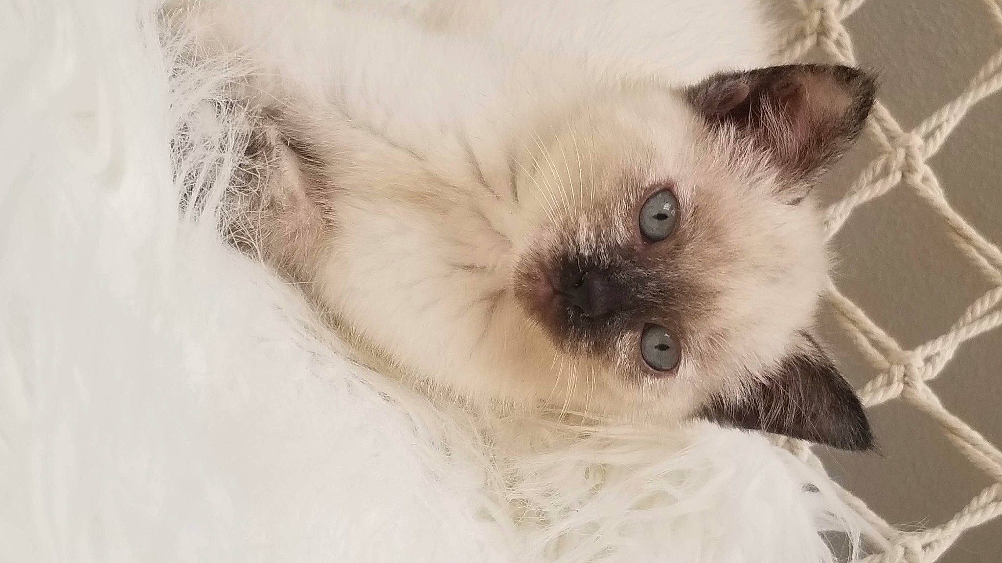 Pitchoune a rejoint le concours — aidez-le/la à gagner de superbes lots ! balinese, birman, carnivore, cat, ear, eye, felidae, fur, himalayan, iris, kitten, mammal, nose, paw, ragdoll, siamese, small_to_medium_sized_cats, snout, thai, whiskers