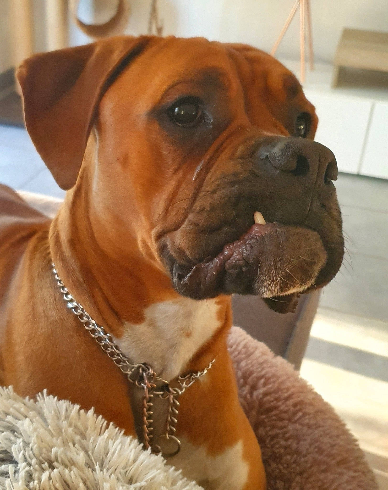 Pablo participe au concours pour gagner de l'argent avec cette photo : boerboel, boxer, bullmastiff, canidae, carnivore, companion_dog, dog, dog_breed, fawn, mammal, molosser, old_english_bulldog, olde_english_bulldogge, rare_breed_dog, snout, sporting_group, tosa, valley_bulldog, vertebrate, working_dog