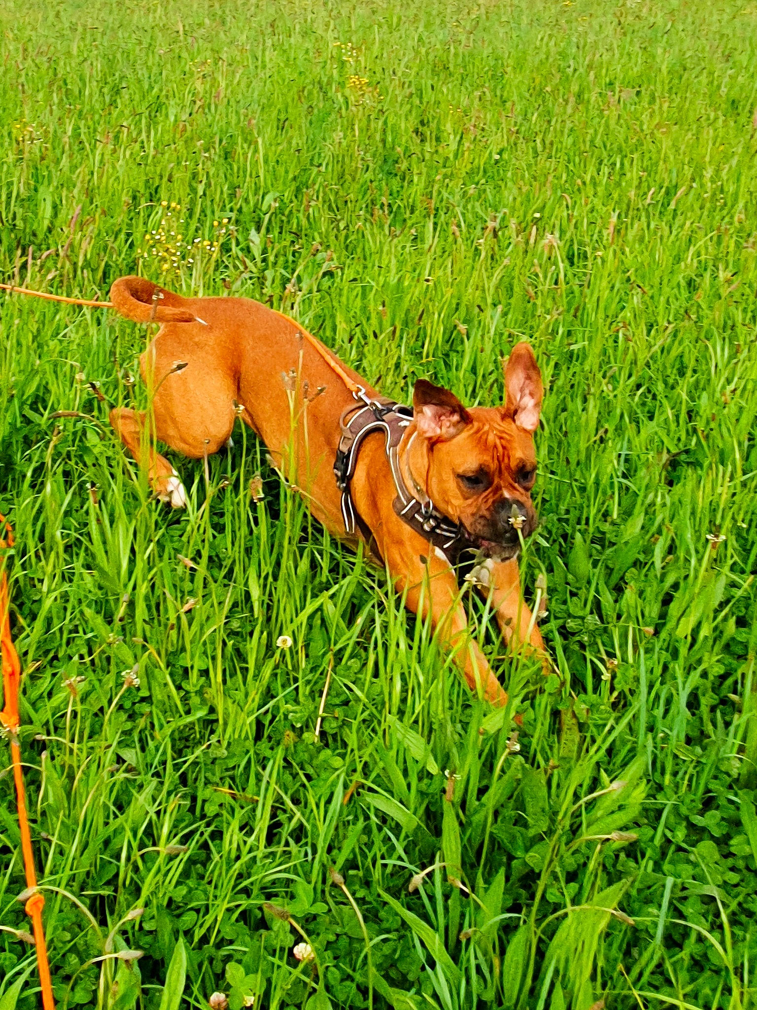 Pablo a rejoint le concours — aidez-le/la à gagner de superbes lots ! canidae, carnivore, companion_dog, dog, dog_breed, fawn, grass, grass_family, grassland, hunting_dog, meadow, plant, puppy, rhodesian_ridgeback, sporting_group, vizsla