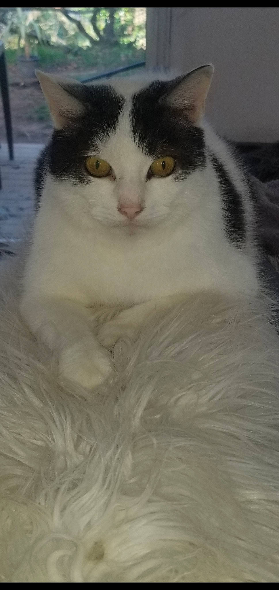 Noé a rejoint le concours — aidez-le/la à gagner de superbes lots ! aegean_cat, american_wirehair, carnivore, cat, domestic_long_haired_cat, domestic_short_haired_cat, eye, felidae, fur, kitten, mammal, norwegian_forest_cat, small_to_medium_sized_cats, whiskers