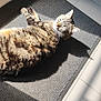 Oby a rejoint le concours — aidez-le/la à gagner de superbes lots ! animal, cat, closeup, cozy, door, ears, feline, floor, indoor, mat, pet, relaxing, resting, shadow, sleeping, sunbeam, sunlight, tabby, tile, whiskers