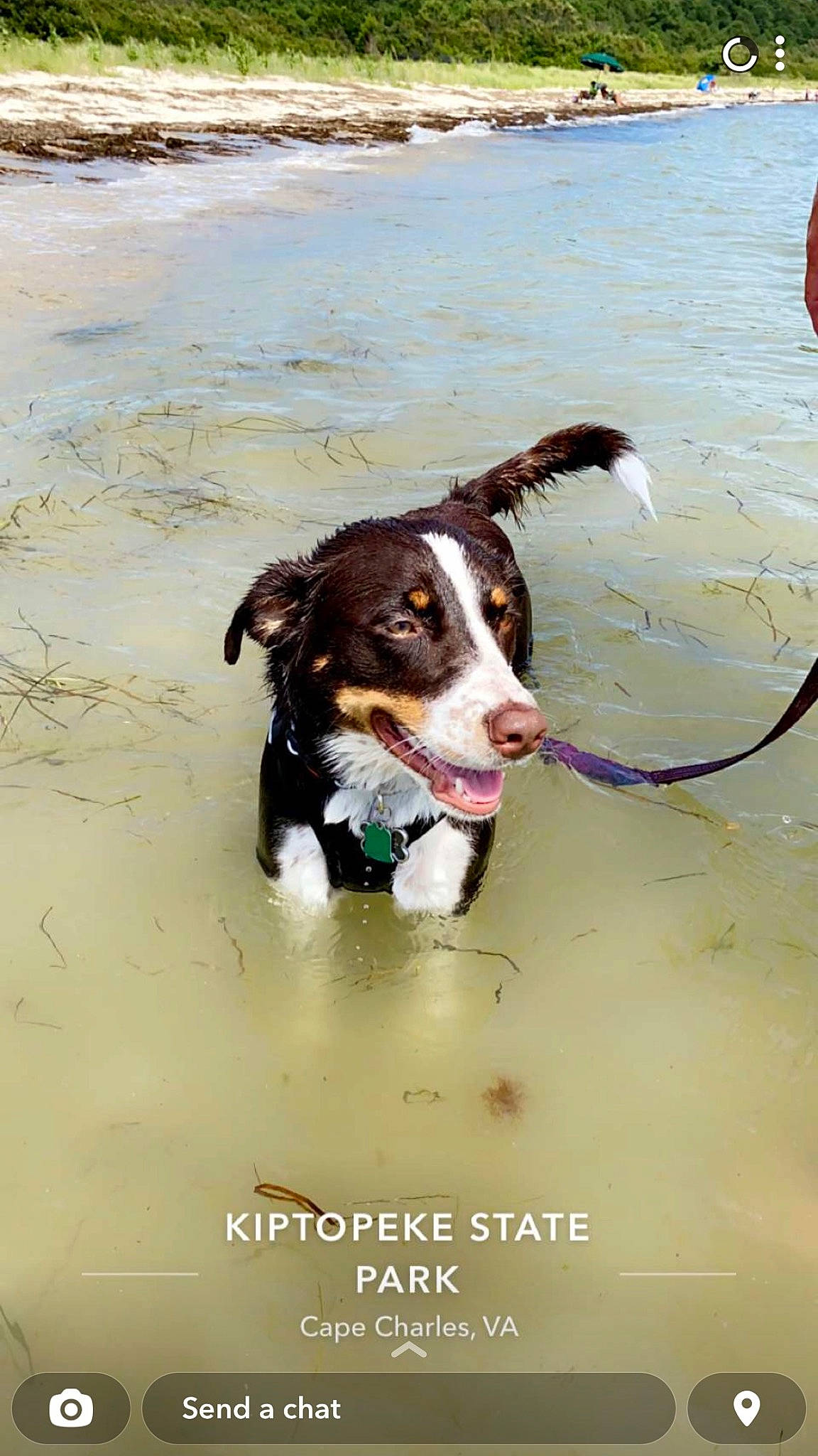 Gabi joined the competition — help win amazing prizes! ball, beach, body_of_water, canidae, carnivore, coast, collar, companion_dog, dog, dog_breed, dog_collar, herding_dog, liquid, ocean, sand, sporting_group, water, wind_wave, working_animal, working_dog