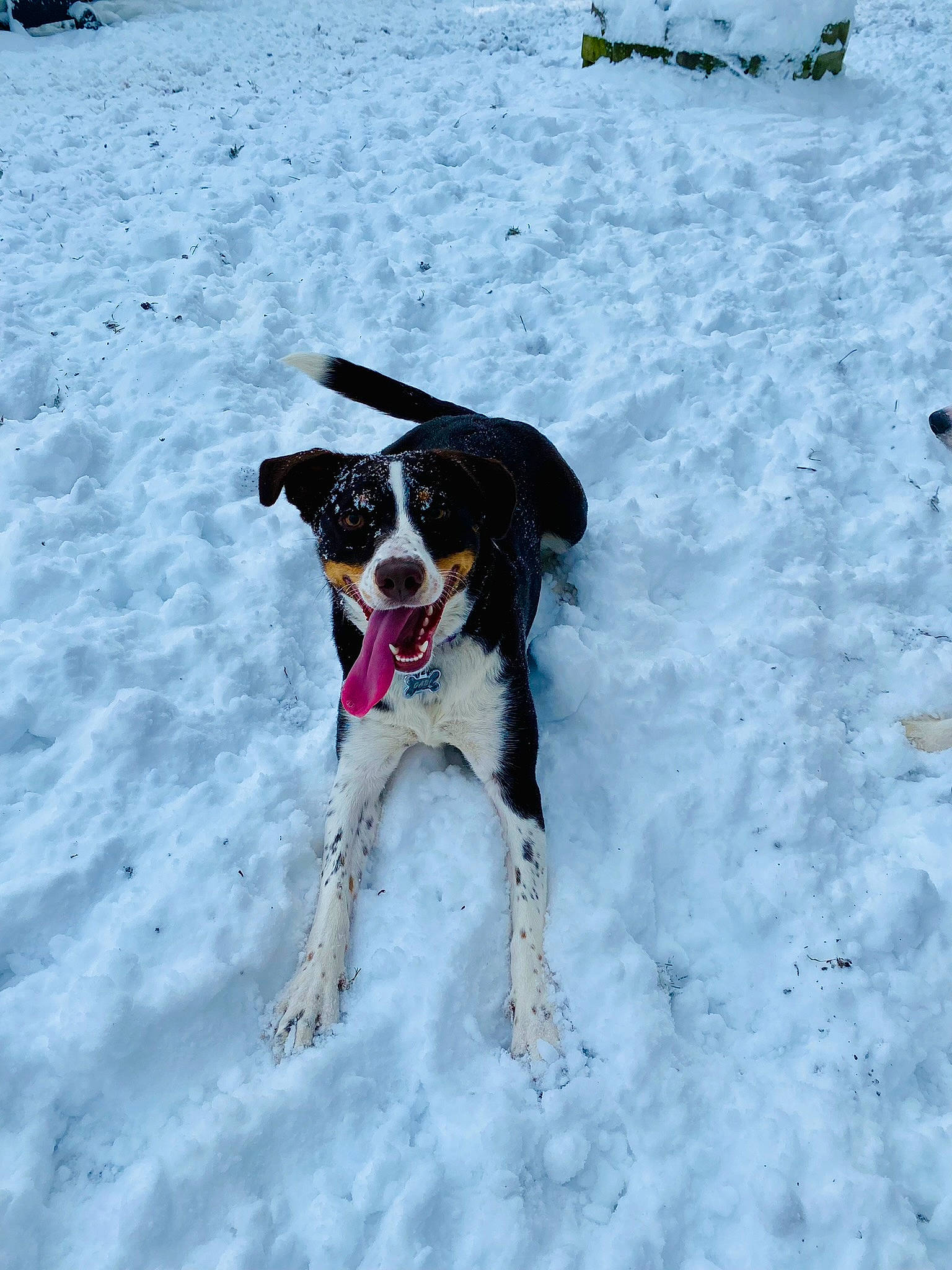 Gabi is registered to the contest to win money with this photo: canidae, carnivore, collar, companion_dog, dog, dog_breed, dog_collar, electric_blue, freezing, hunting_dog, recreation, slope, snow, sporting_group, tail, winter, working_animal, working_dog