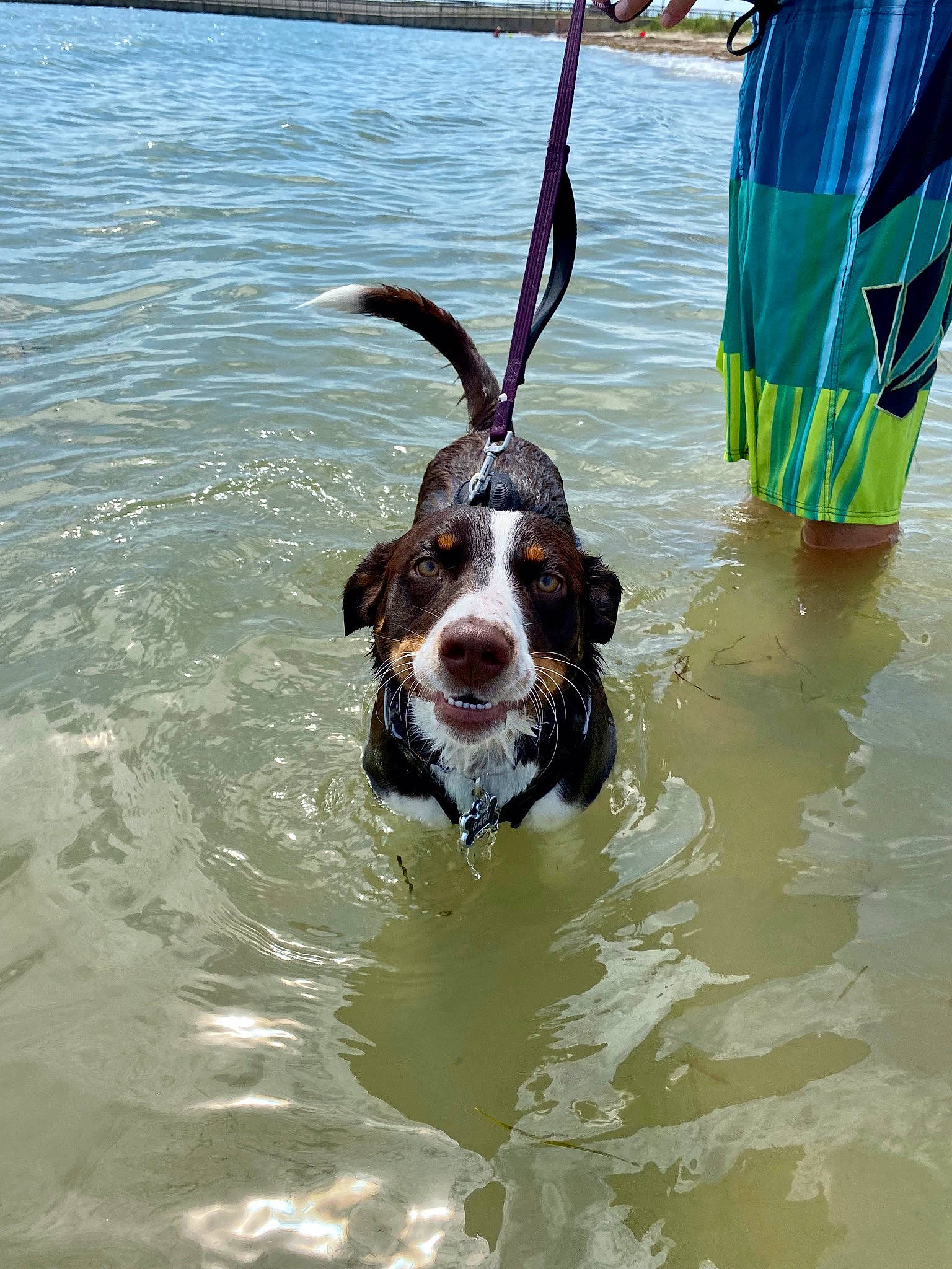 Gabi joined the competition — help win amazing prizes! animal_sports, carnivore, collar, companion_dog, dog, dog_breed, dog_sports, fawn, flag, fun, gun_dog, lake, leash, leisure, liver, pointing_breed, sporting_group, tail, water, working_animal