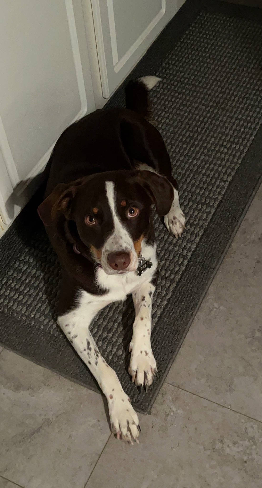 Gabi is registered to the contest to win money with this photo: bored, canidae, carnivore, companion_dog, dog, dog_breed, flooring, hunting_dog, paw, puppy, snout, sporting_group, tail, terrestrial_animal, whiskers, working_animal, working_dog