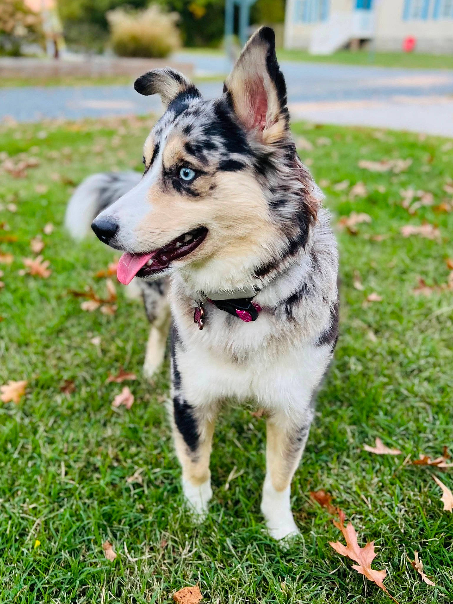 Kali is registered to the contest to win money with this photo: canidae, carnivore, collar, companion_dog, dog, dog_breed, dog_collar, fashion_accessory, fawn, fur, grass, leash, plant, recreation, sled_dog, snout, sporting_group, terrestrial_animal, working_animal, working_dog