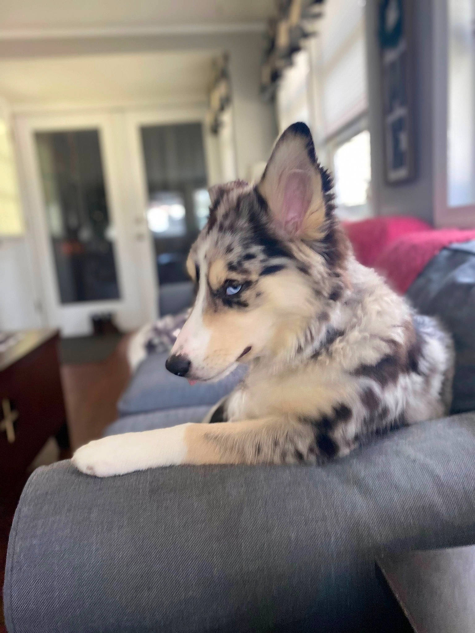 Kali joined the competition — help win amazing prizes! canidae, canis, carnivore, comfort, companion_dog, dog, dog_breed, door, felidae, flooring, fur, herding_dog, sled_dog, small_to_medium_sized_cats, snout, sporting_group, terrestrial_animal, whiskers, window, wolf