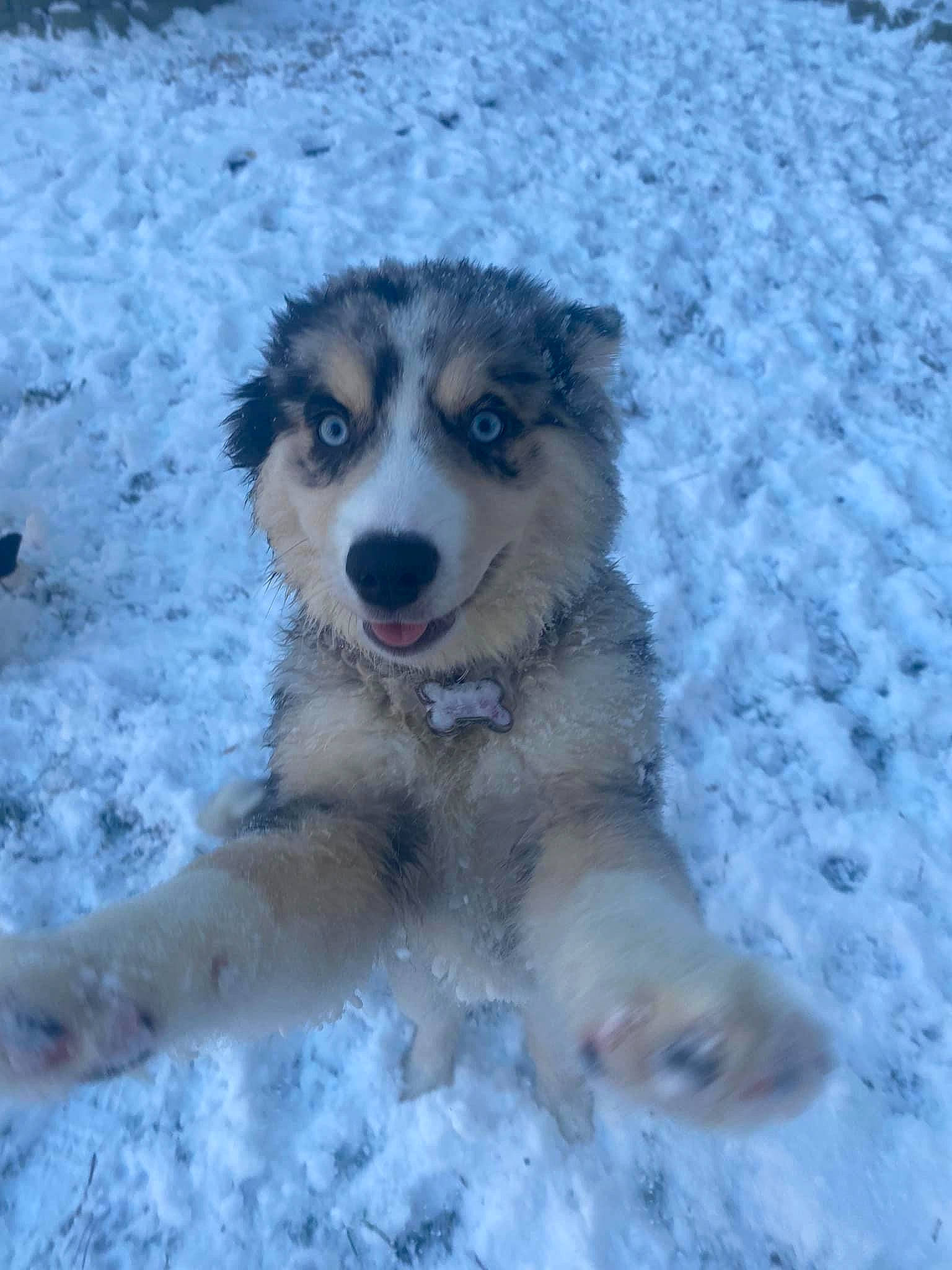 Kali is registered to the contest to win money with this photo: ancient_dog_breeds, canidae, carnivore, companion_dog, dog, dog_breed, freezing, fur, herding_dog, paw, puppy, sled_dog, snout, snow, sporting_group, terrestrial_animal, winter, working_animal, working_dog