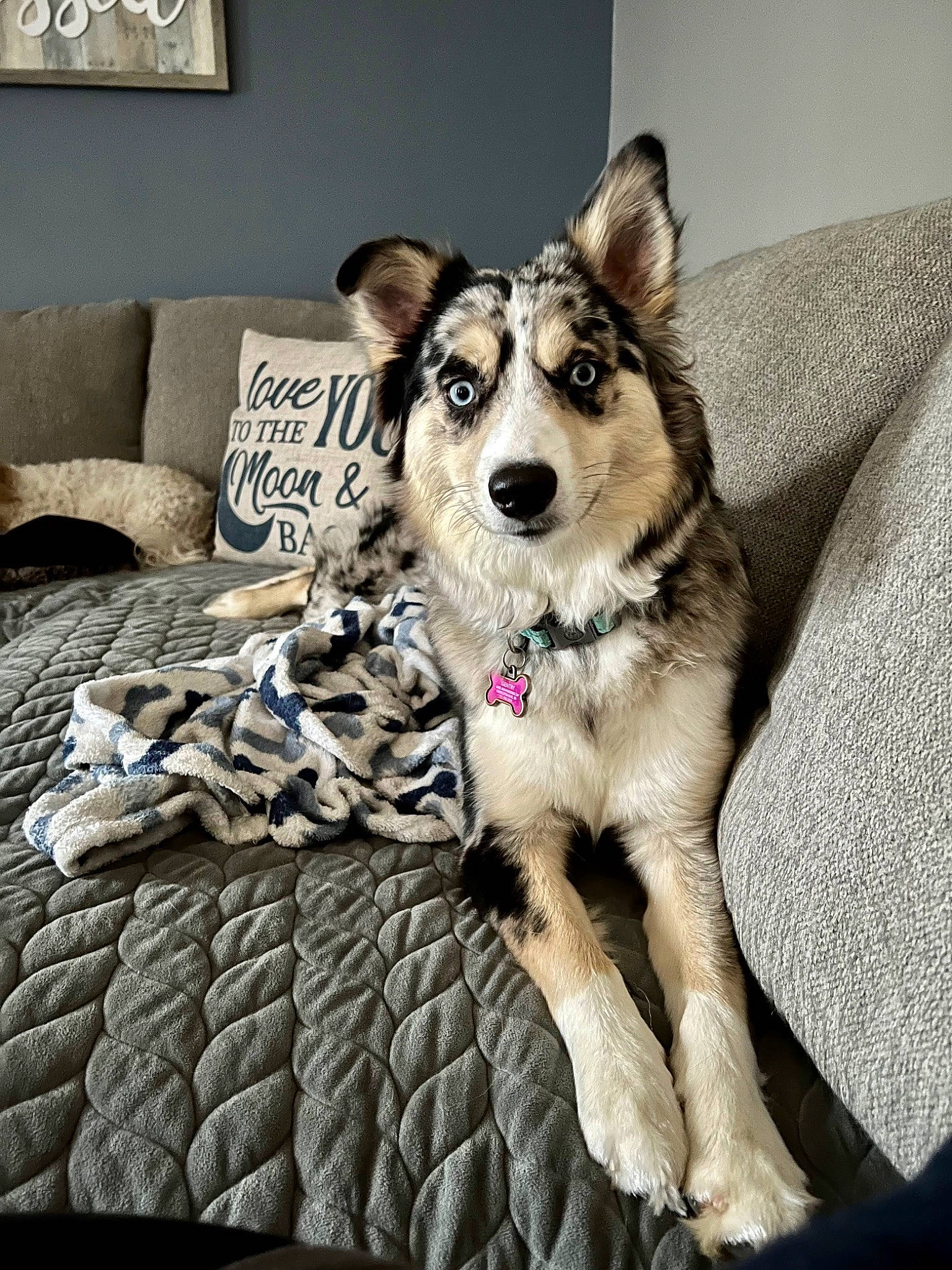 Kali is registered to the contest to win money with this photo: carnivore, comfort, companion_dog, couch, dog, dog_breed, dog_supply, fawn, flooring, fur, grey, living_room, paw, picture_frame, snout, sofa_bed, studio_couch, tail, whiskers, working_animal