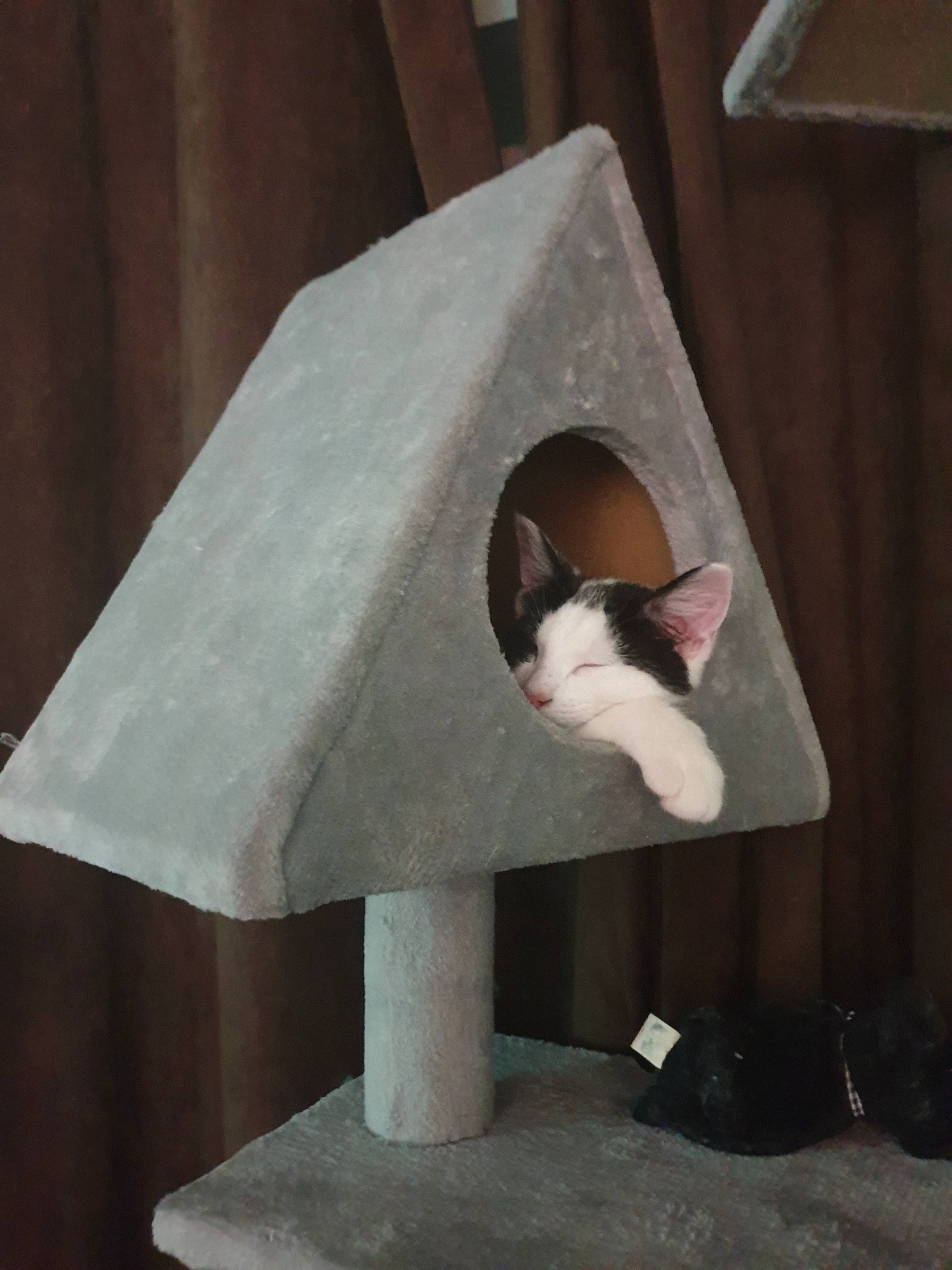 Harvey joined the competition — help win amazing prizes! carnivore, cat, cat_furniture, fawn, felidae, small_to_medium_sized_cats, tail