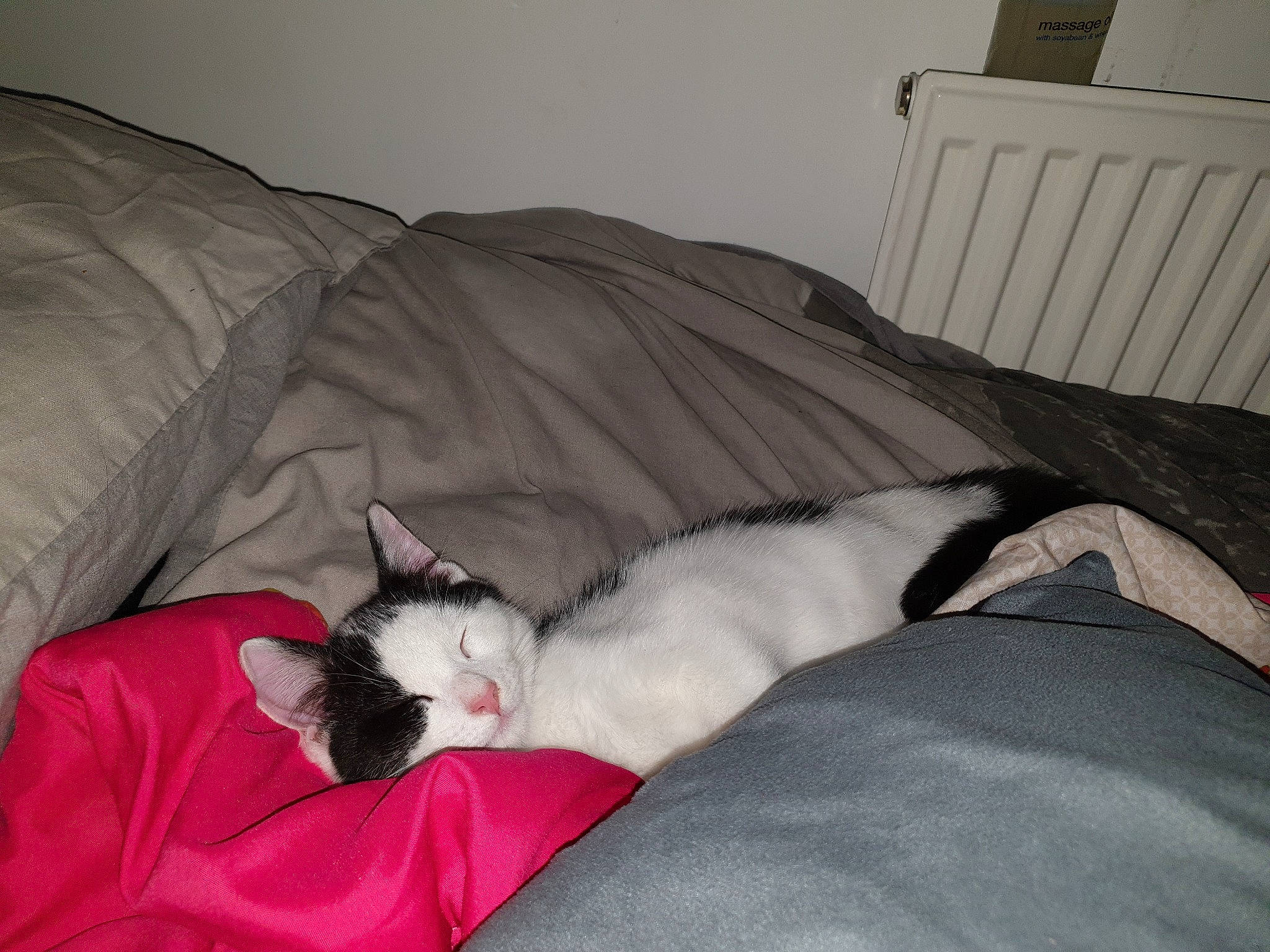 Harvey is registered to the contest to win money with this photo: bed, carnivore, cat, comfort, felidae, furniture, kitten, nap, sleep, small_to_medium_sized_cats, tail, whiskers