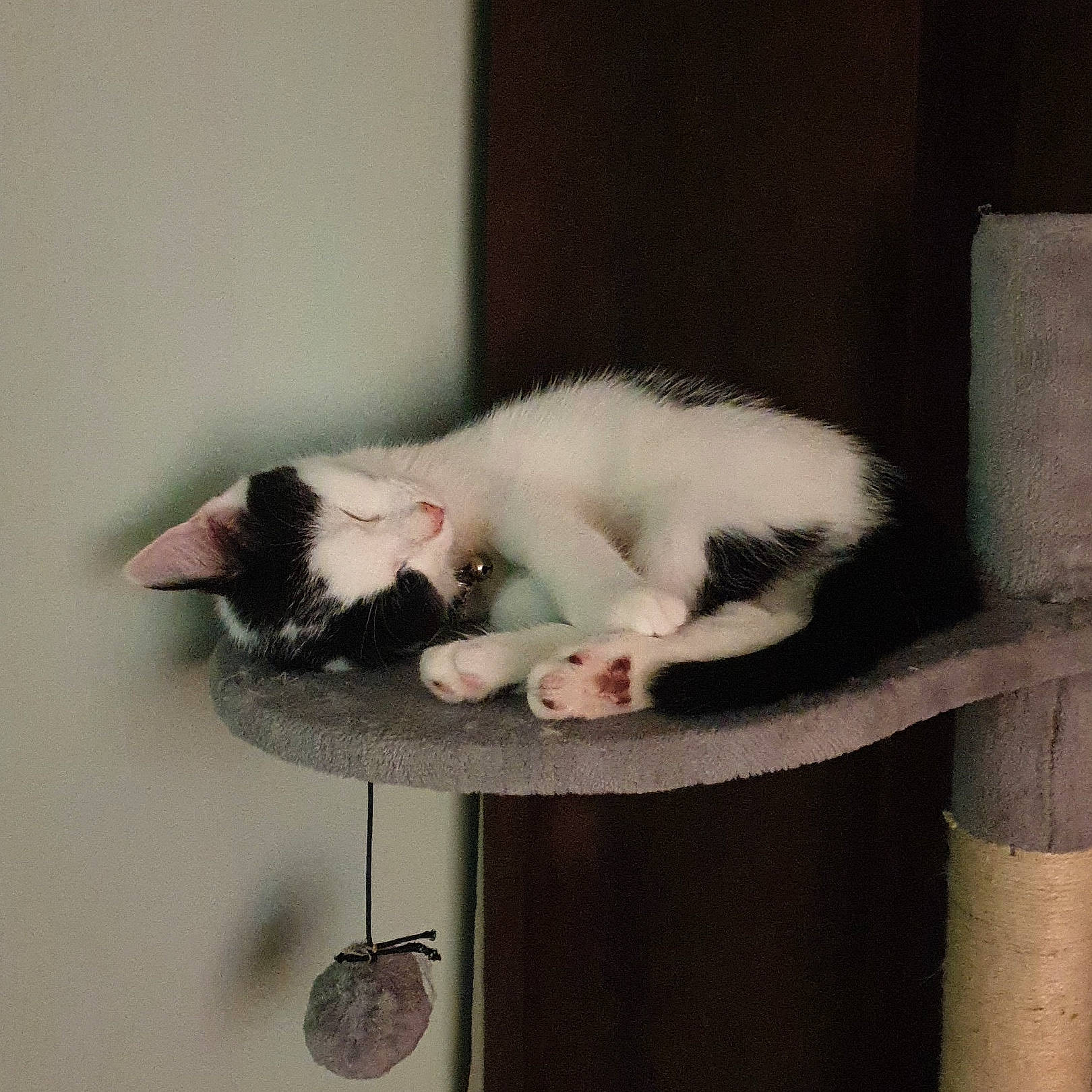 Harvey is registered to the contest to win money with this photo: carnivore, cat, felidae, fur, japanese_bobtail, kitten, paw, polydactyl_cat, small_to_medium_sized_cats, tail, turkish_van, whiskers