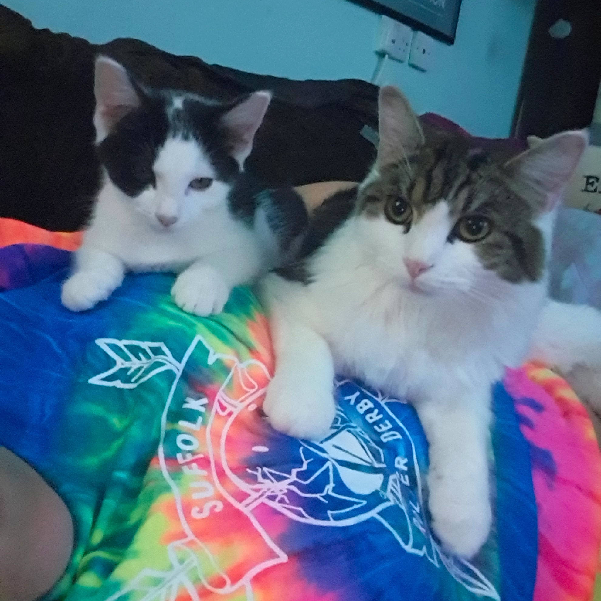 Harvey joined the competition — help win amazing prizes! aegean_cat, carnivore, cat, domestic_short_haired_cat, european_shorthair, felidae, fur, kitten, mammal, polydactyl_cat, sky, small_to_medium_sized_cats, tail, whiskers