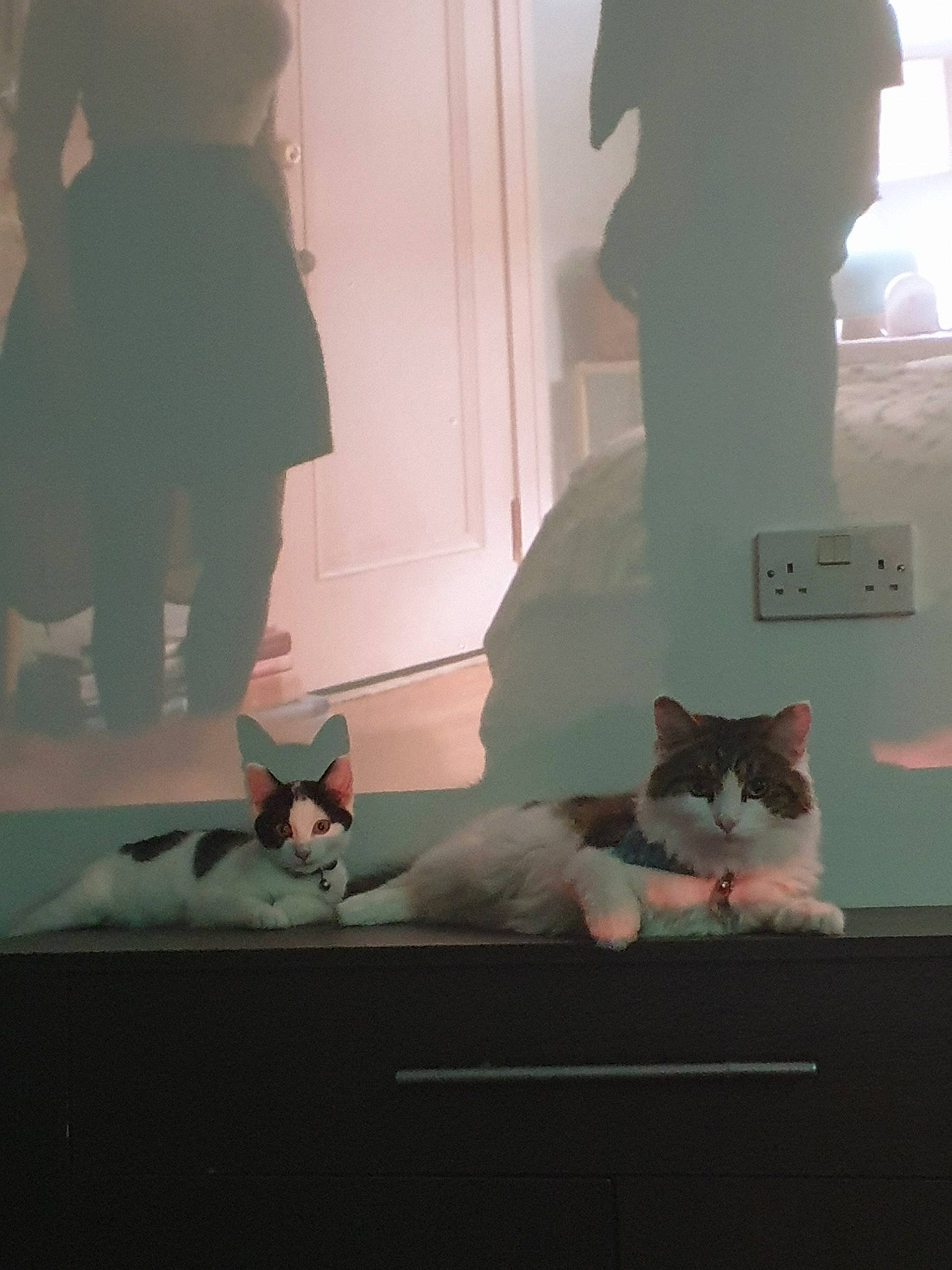 Bane is registered to the contest to win money with this photo: cat, ear, fawn, felidae, fur, kitten, small_to_medium_sized_cats, tail, whiskers, window