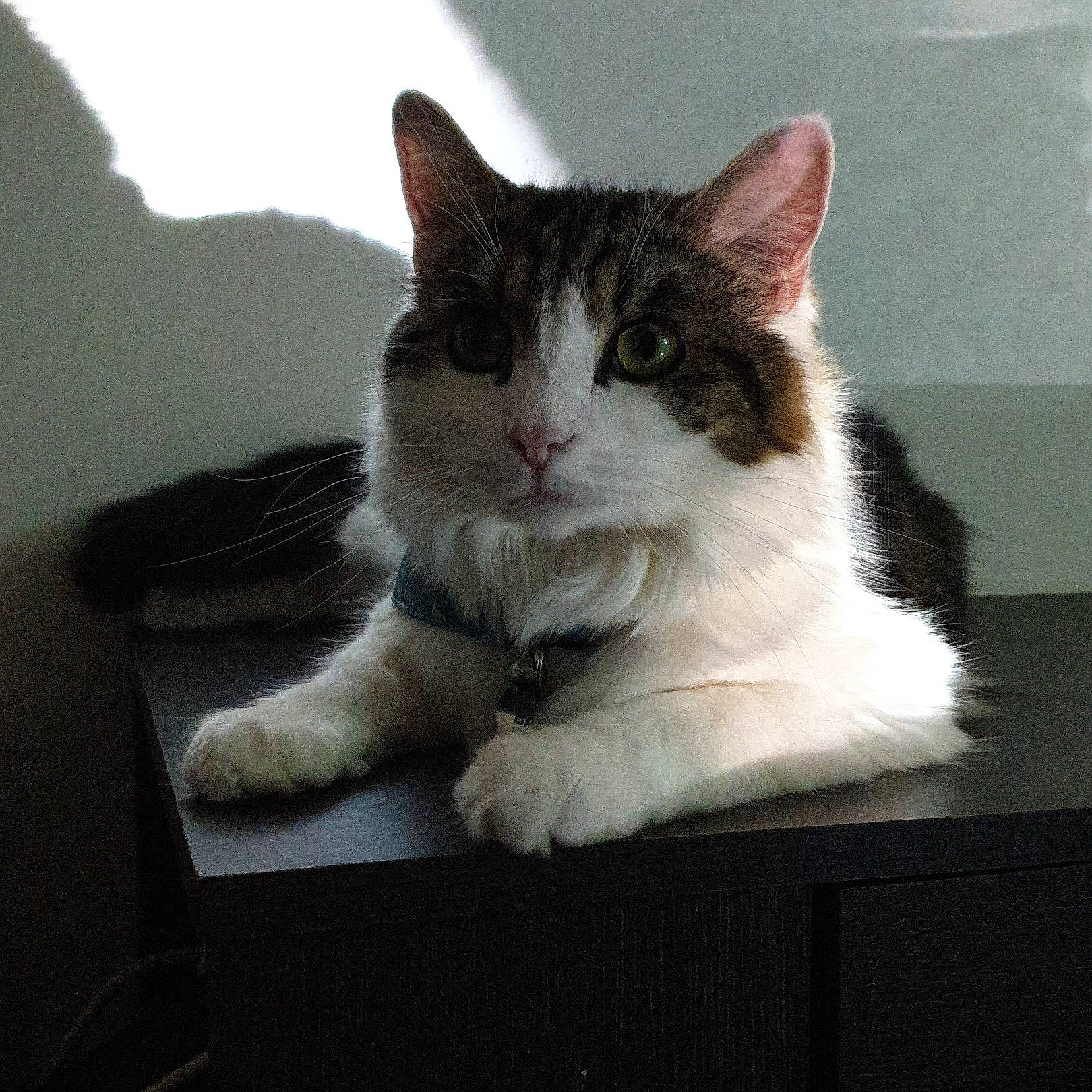 Bane joined the competition — help win amazing prizes! aegean_cat, carnivore, cat, domestic_short_haired_cat, ear, european_shorthair, felidae, fur, kitten, mammal, paw, polydactyl_cat, small_to_medium_sized_cats, whiskers, window