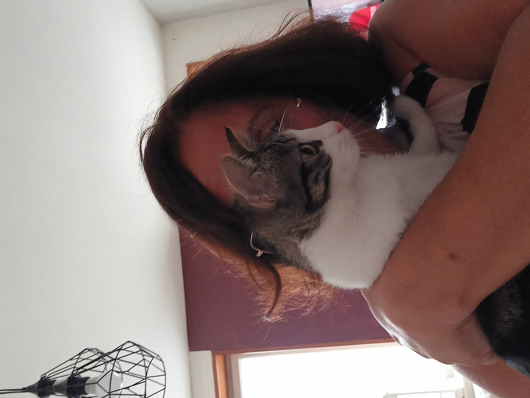 Uona a rejoint le concours — aidez-le/la à gagner de superbes lots ! abdomen, cat, comfort, elbow, fawn, felidae, finger, fur, gesture, human_leg, knee, nail, neck, small_to_medium_sized_cats, tail, temporary_tattoo, thigh, trunk, whiskers, wrist