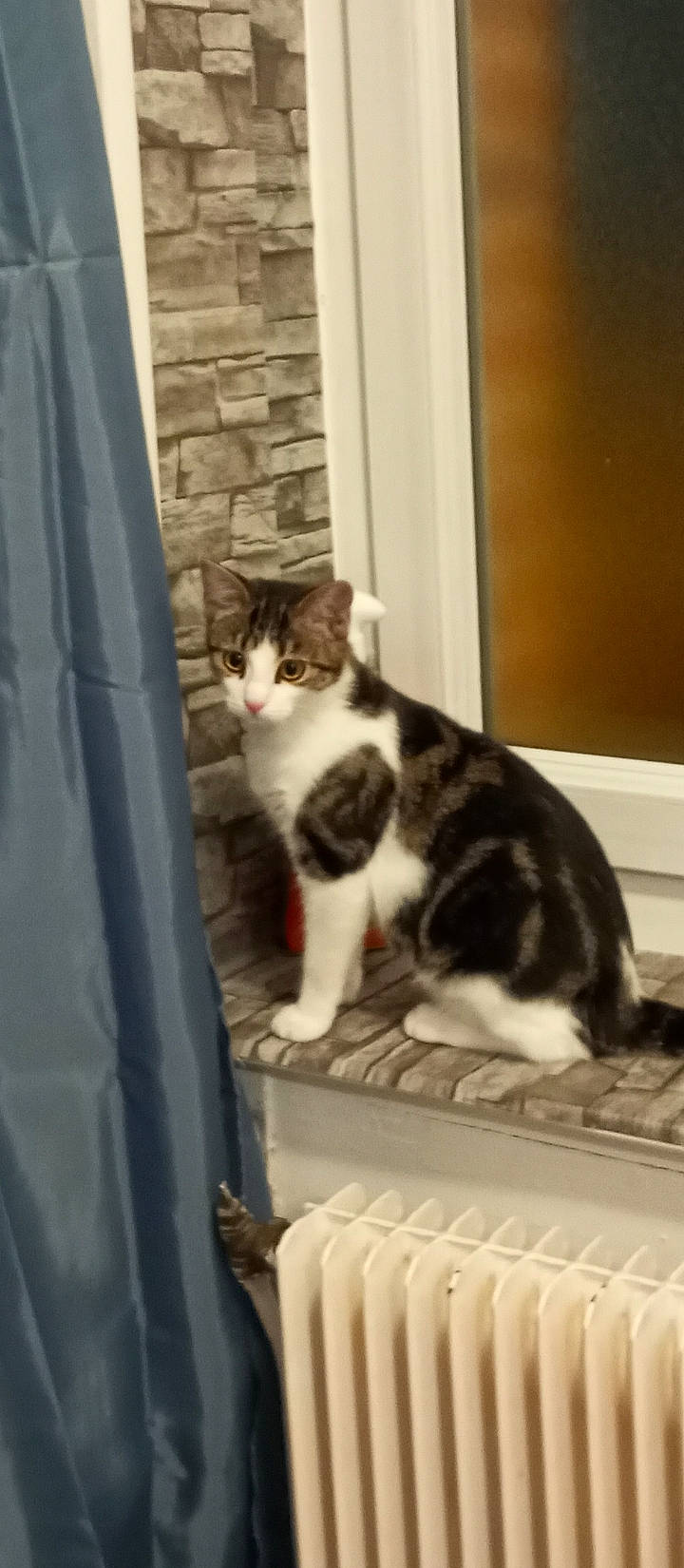 Uona participe au concours pour gagner de l'argent avec cette photo : carnivore, cat, comfort, domestic_short_haired_cat, felidae, fur, mammal, paw, pet_supply, sitting, small_to_medium_sized_cats, tail, vertebrate, whiskers, window