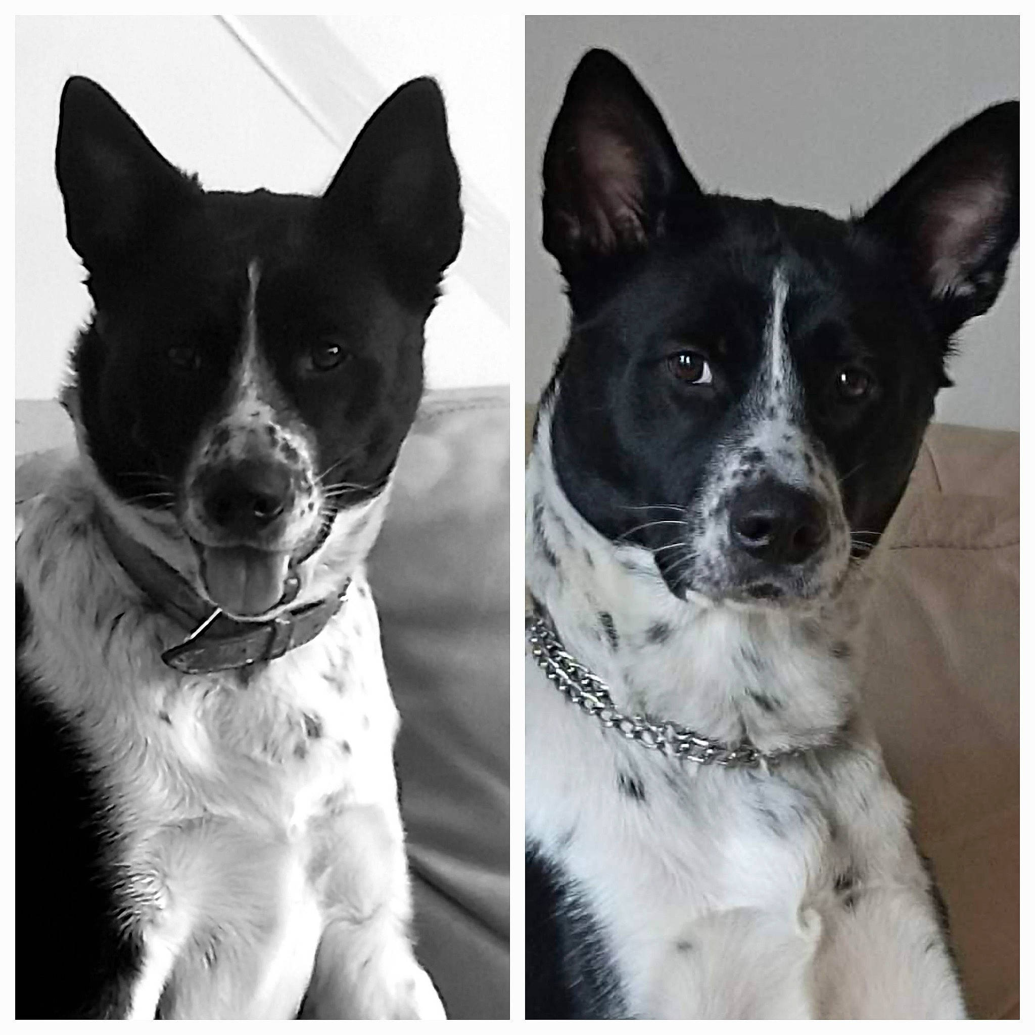 Maya participe au concours pour gagner de l'argent avec cette photo : black, canidae, carnivore, collar, companion_dog, dog, dog_breed, dog_collar, fashion_accessory, font, fur, monochrome, monochrome_photography, non_sporting_group, pattern, snout, sporting_group, whiskers, working_animal, working_dog